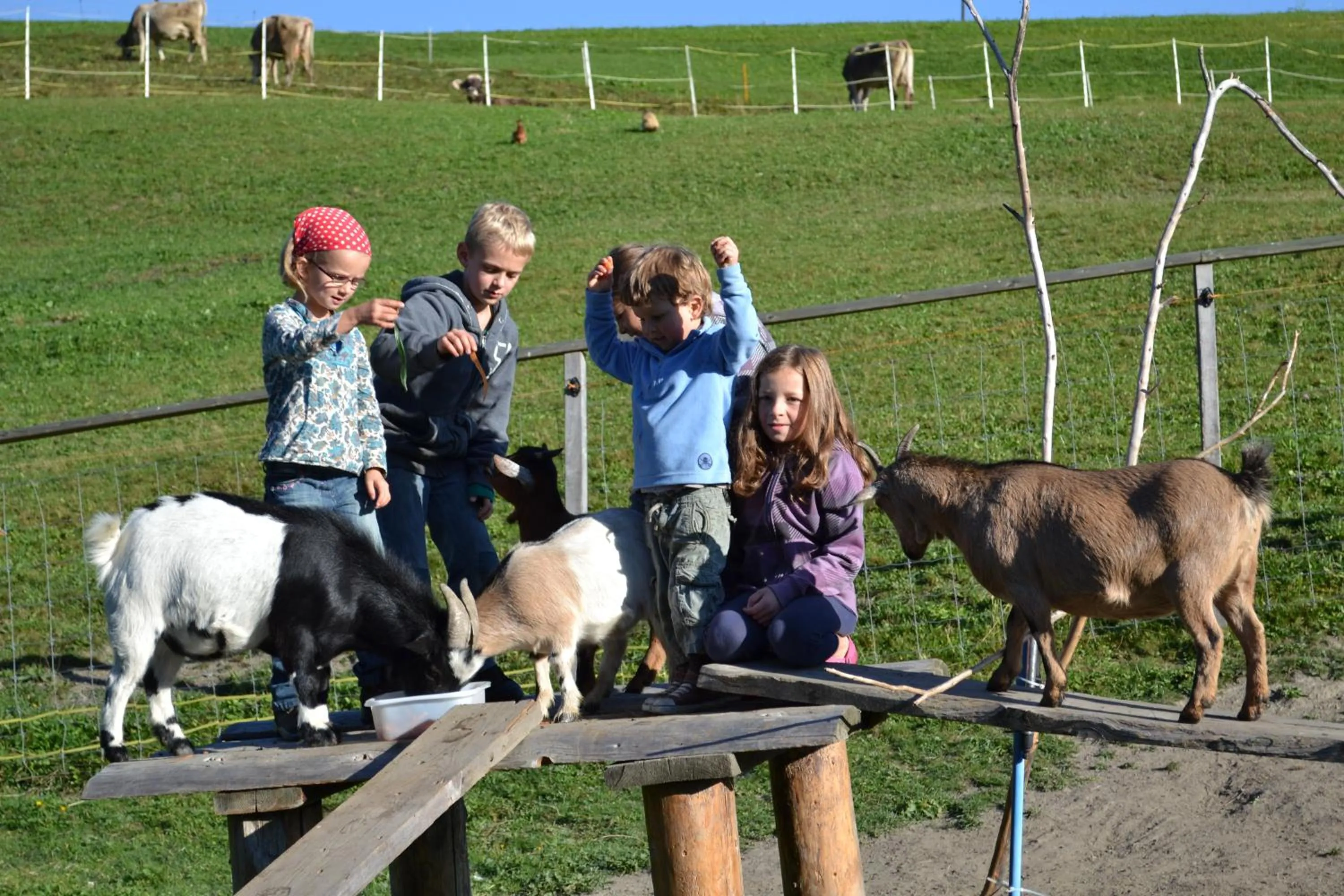 Area and facilities in Gasthaus Alpina