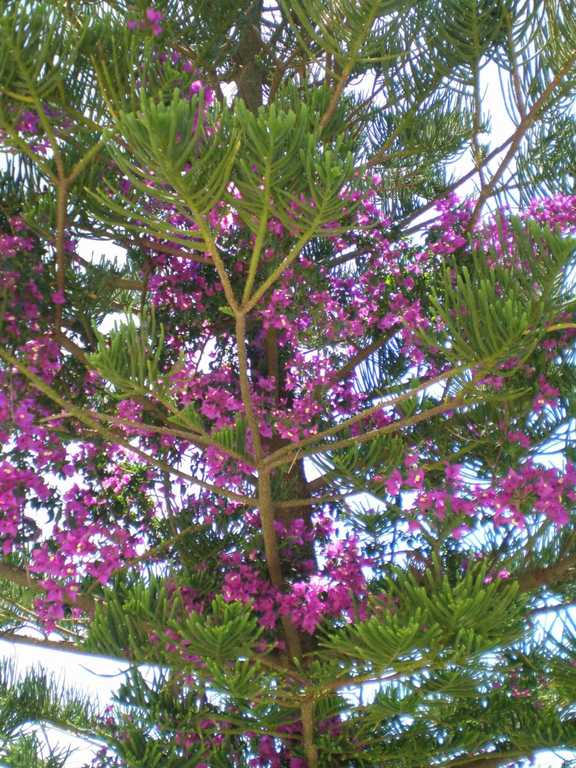 Garden in Panoramic Sunset