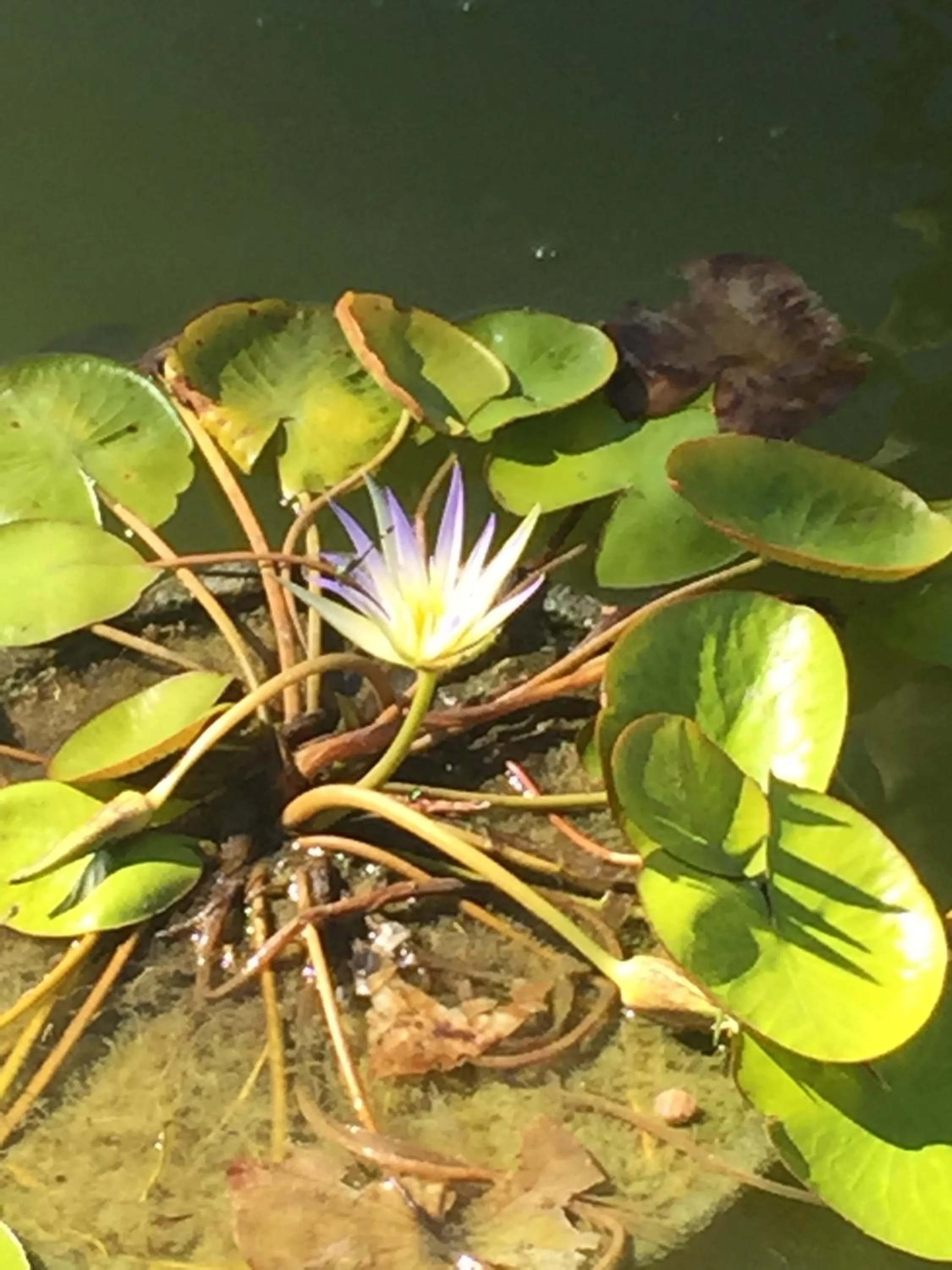 Day in Casa Grande São Vicente