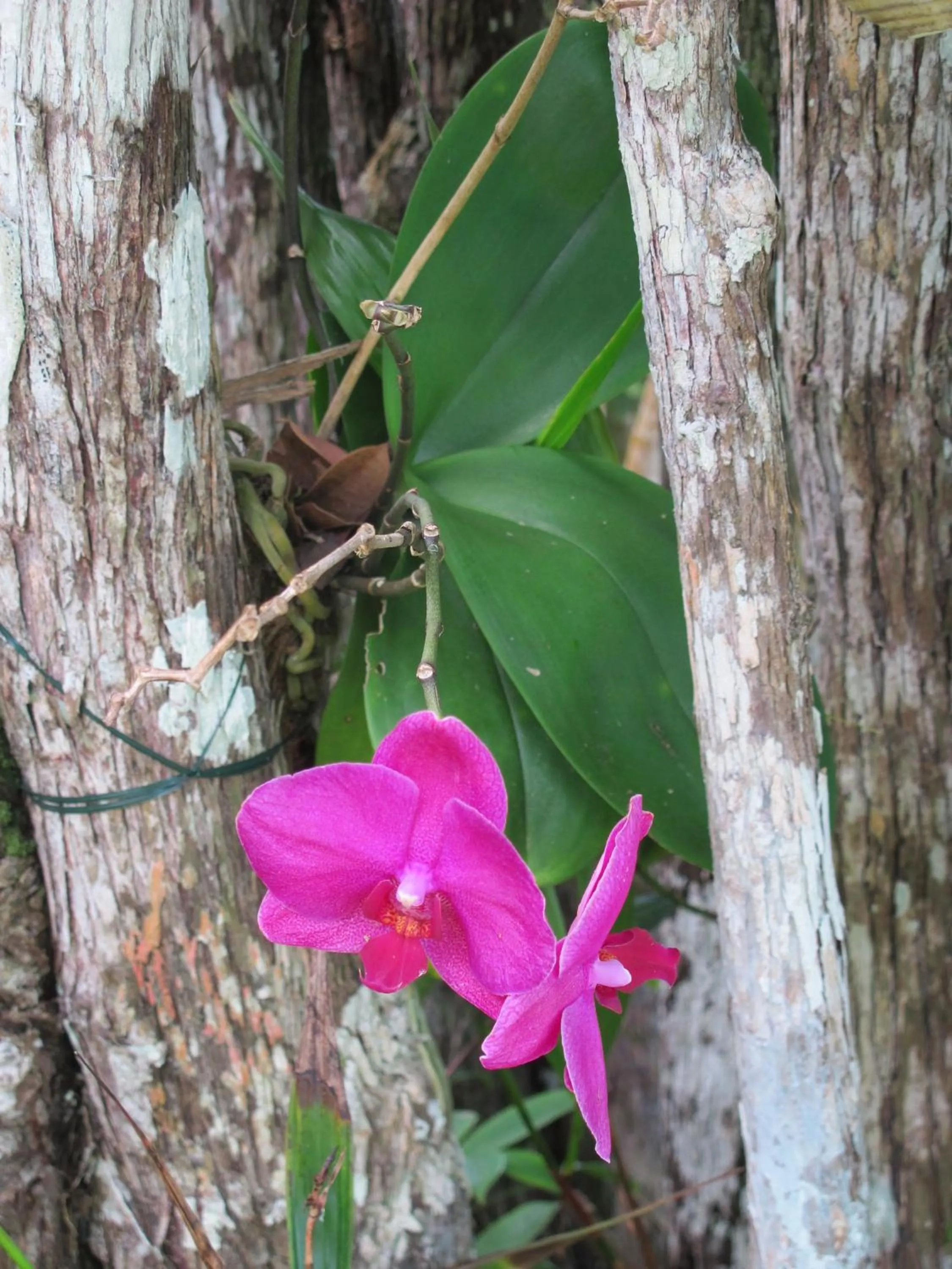 Day in Casa Grande São Vicente