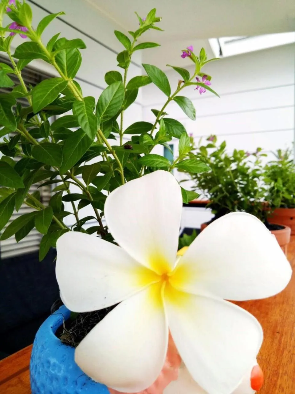 Baan Rabiengkao Hua Hin