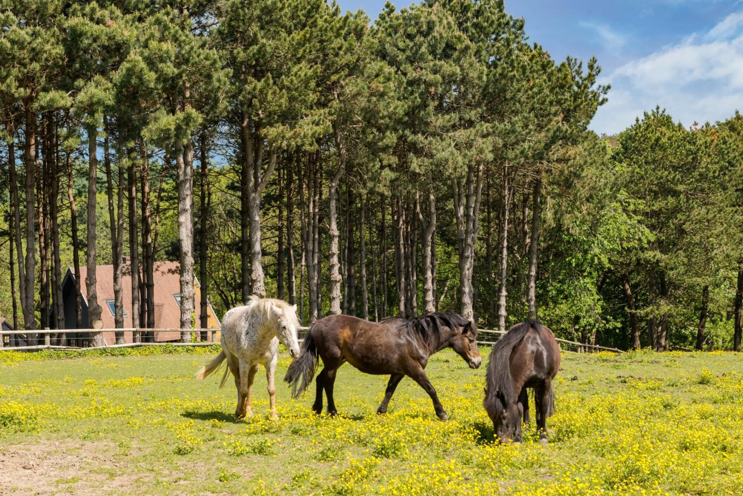 Garden in Les Pins de César - La campagne d'Etretat