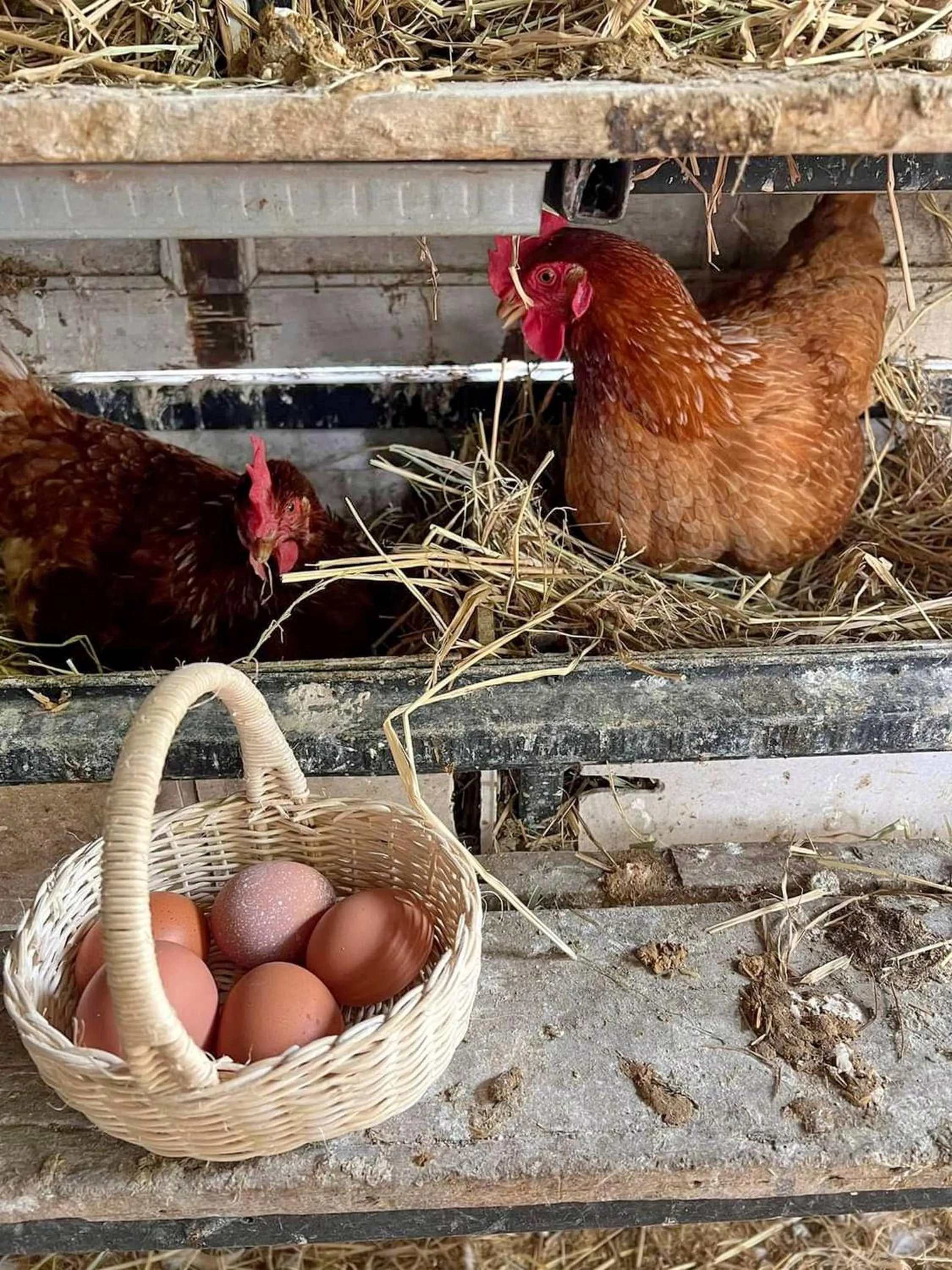 Children play ground in Tantai Eco Farm Stay At Khao Yai