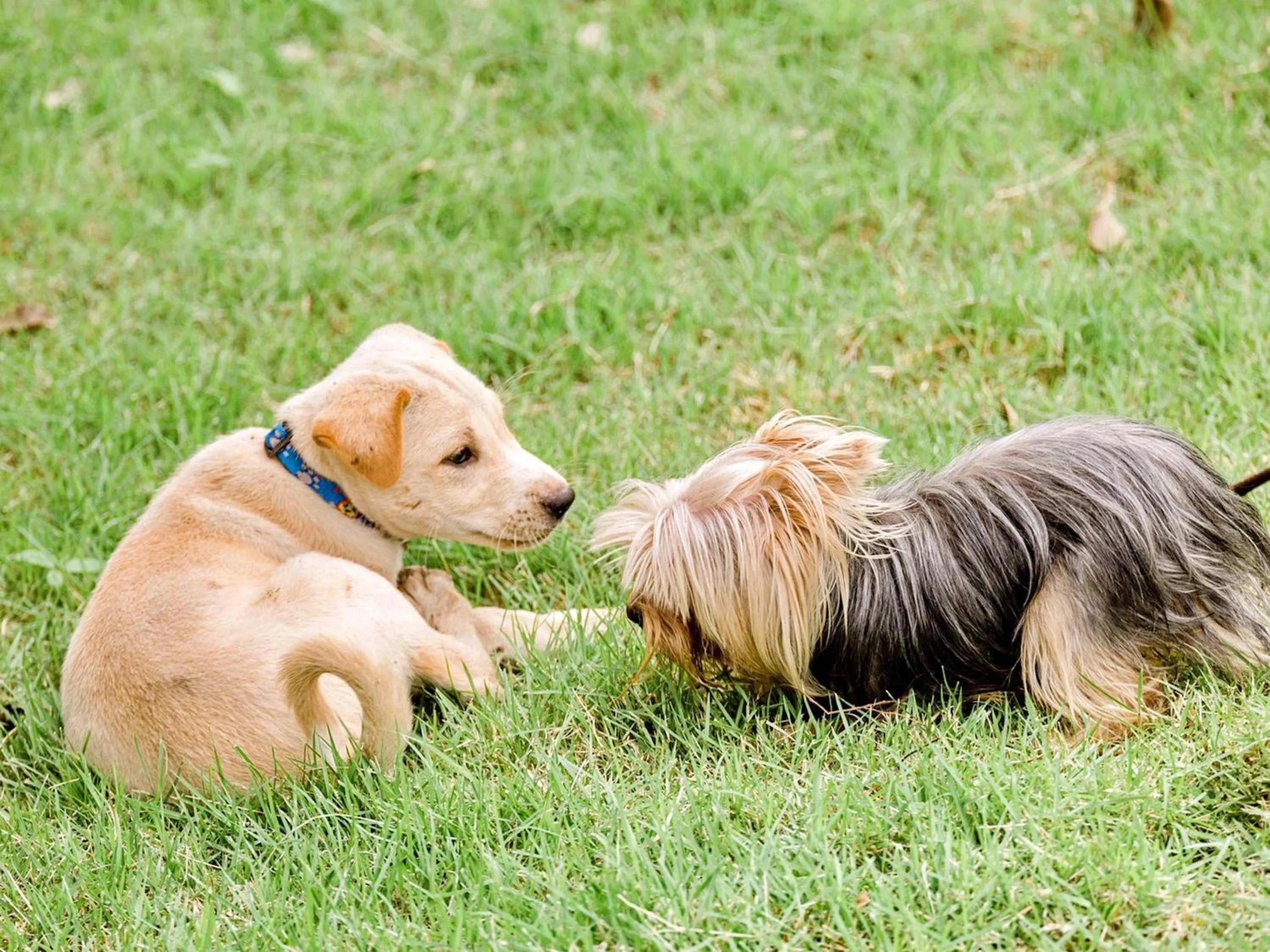 Pets in Tantai Eco Farm Stay At Khao Yai