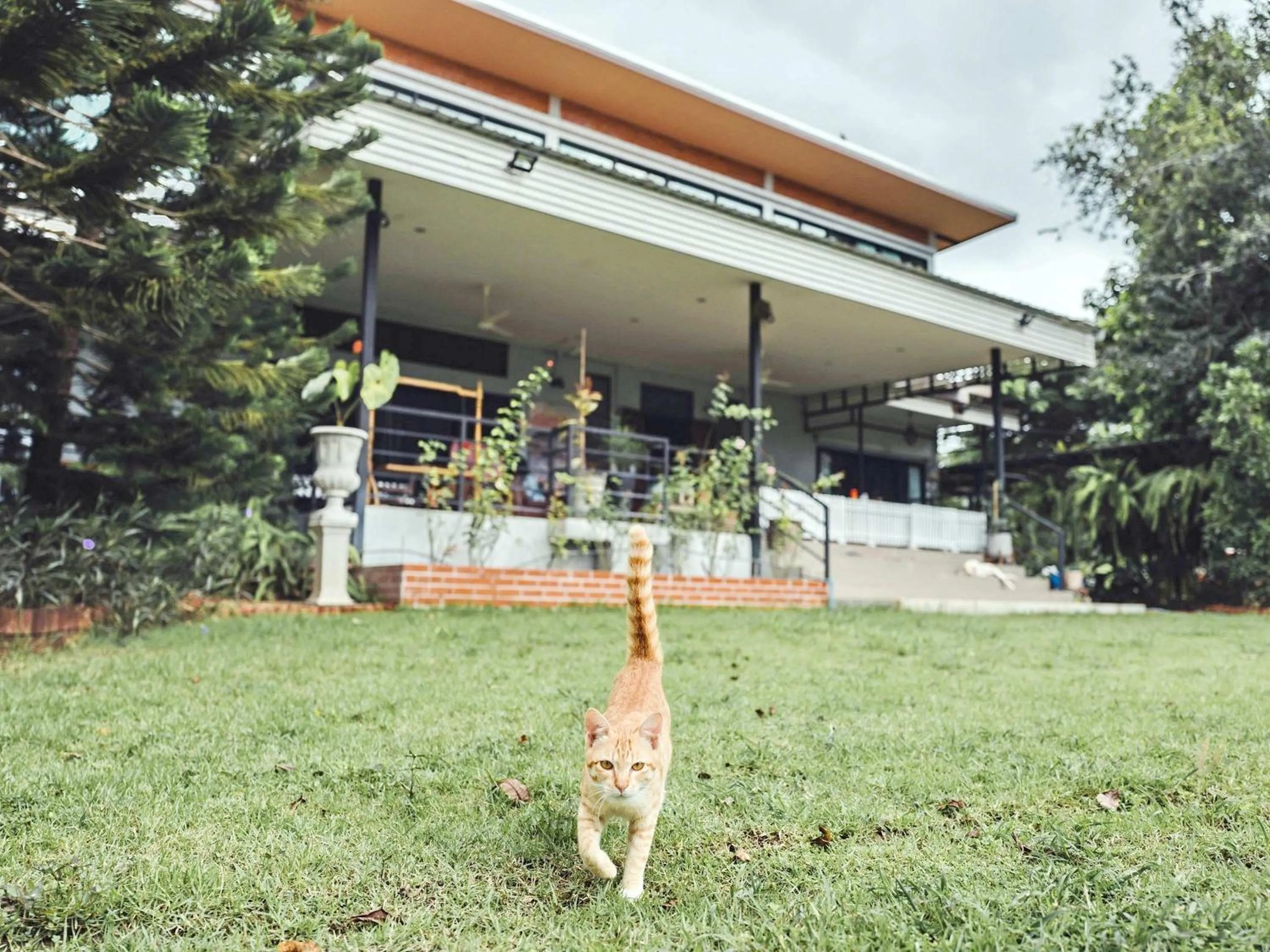 Pets in Tantai Eco Farm Stay At Khao Yai