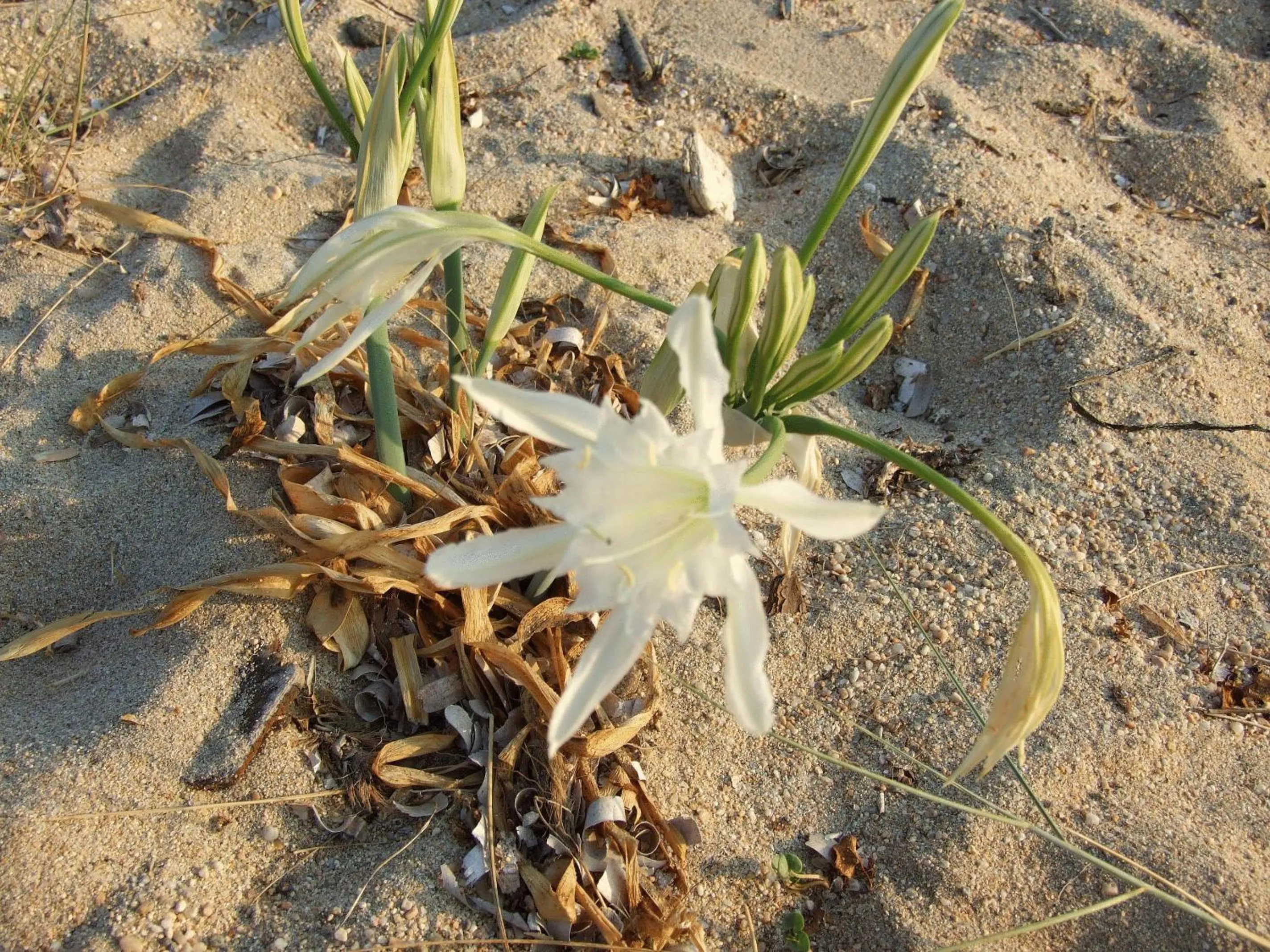 Area and facilities in Hôtel Lilium Maris