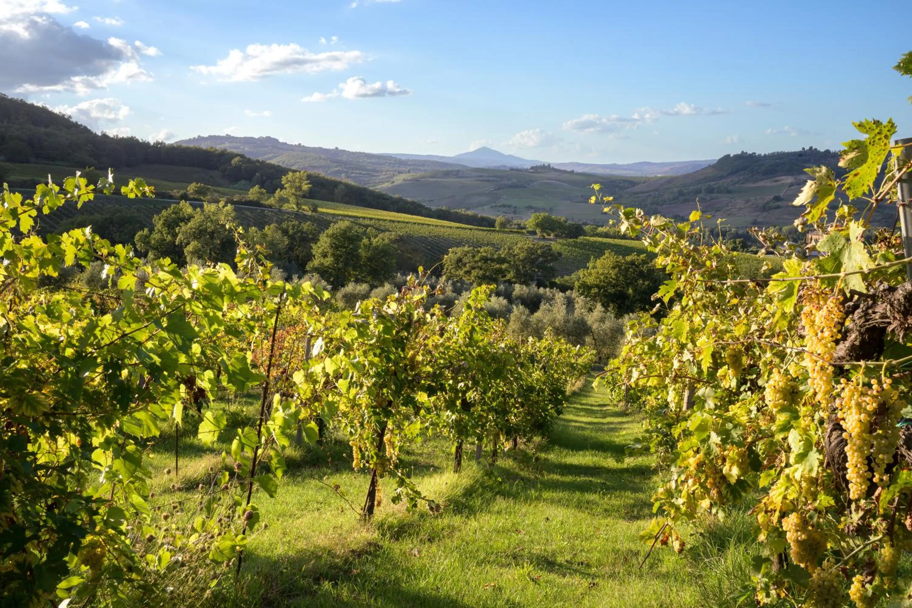Natural landscape in Altarocca Wine Resort Adults Only