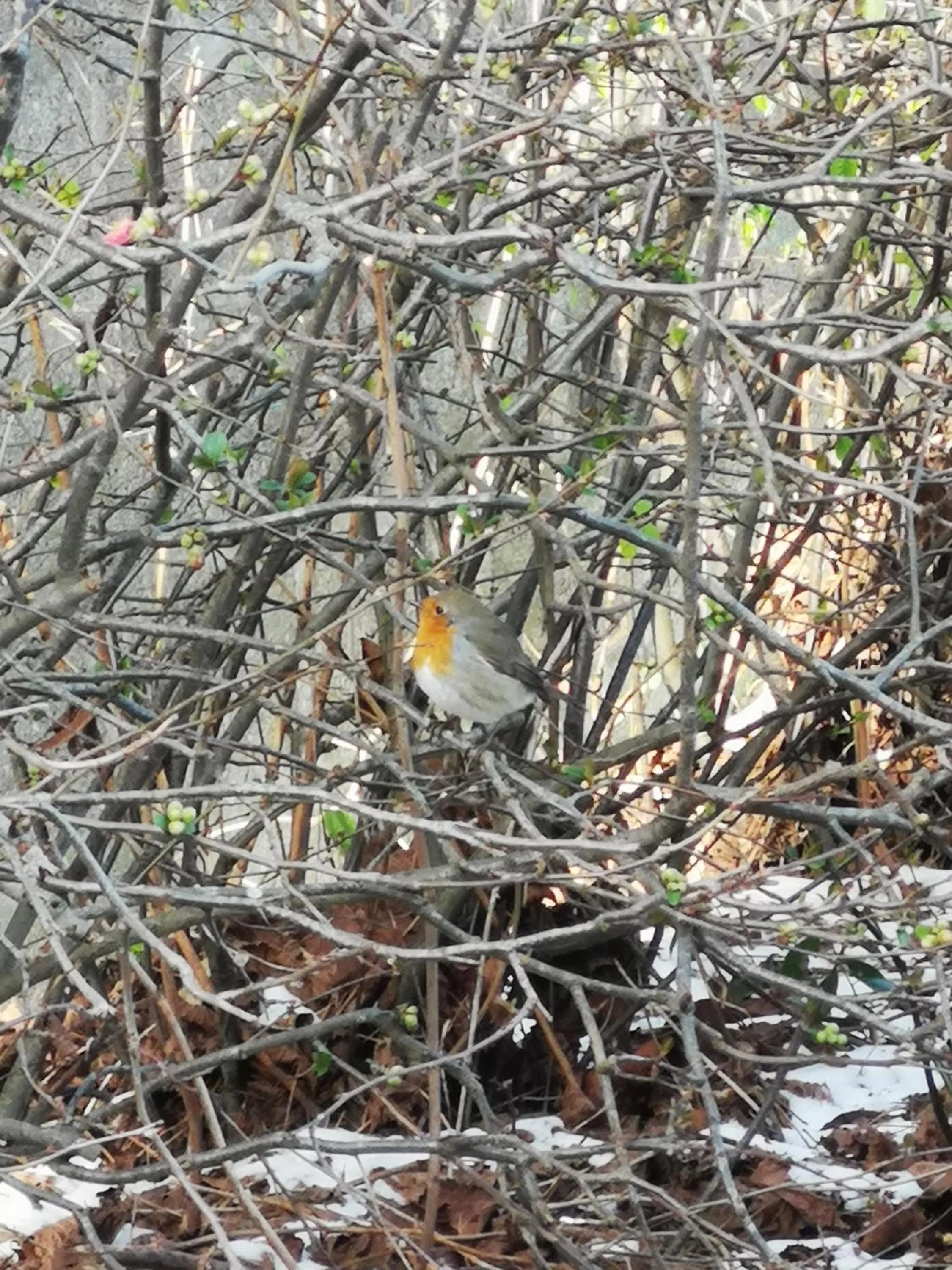 Garden in Villa le Cloky
