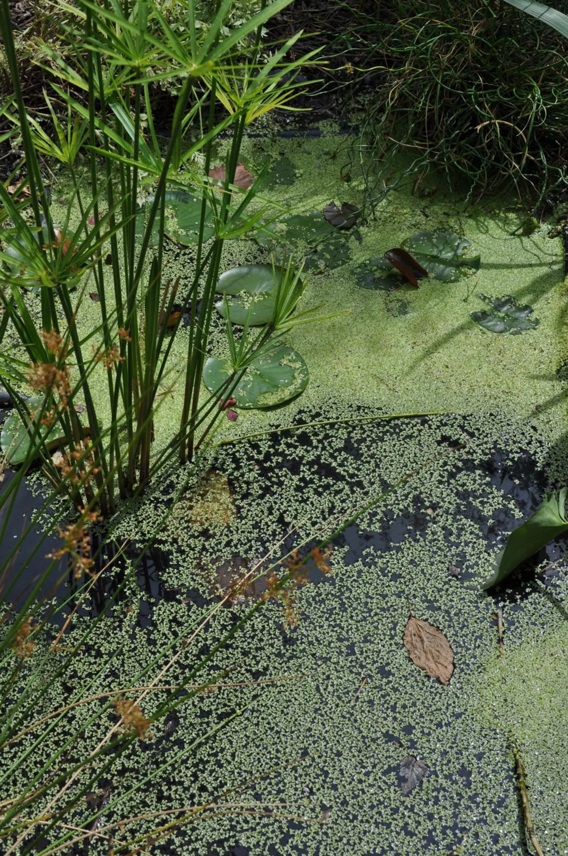 Garden in Villa le Cloky