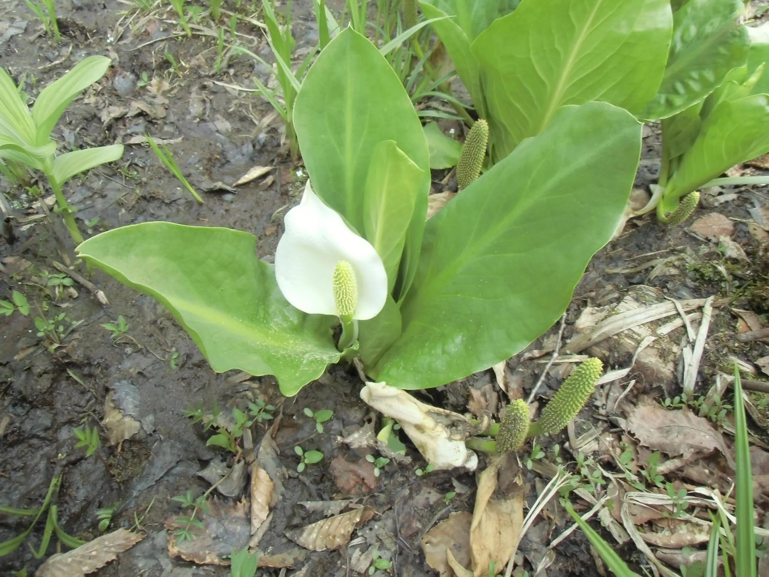 Spring in Pension Rapan