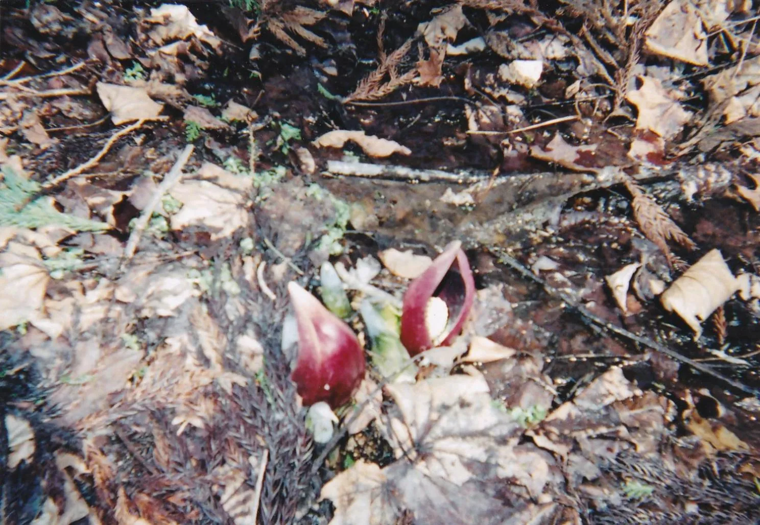 Winter in Pension Rapan