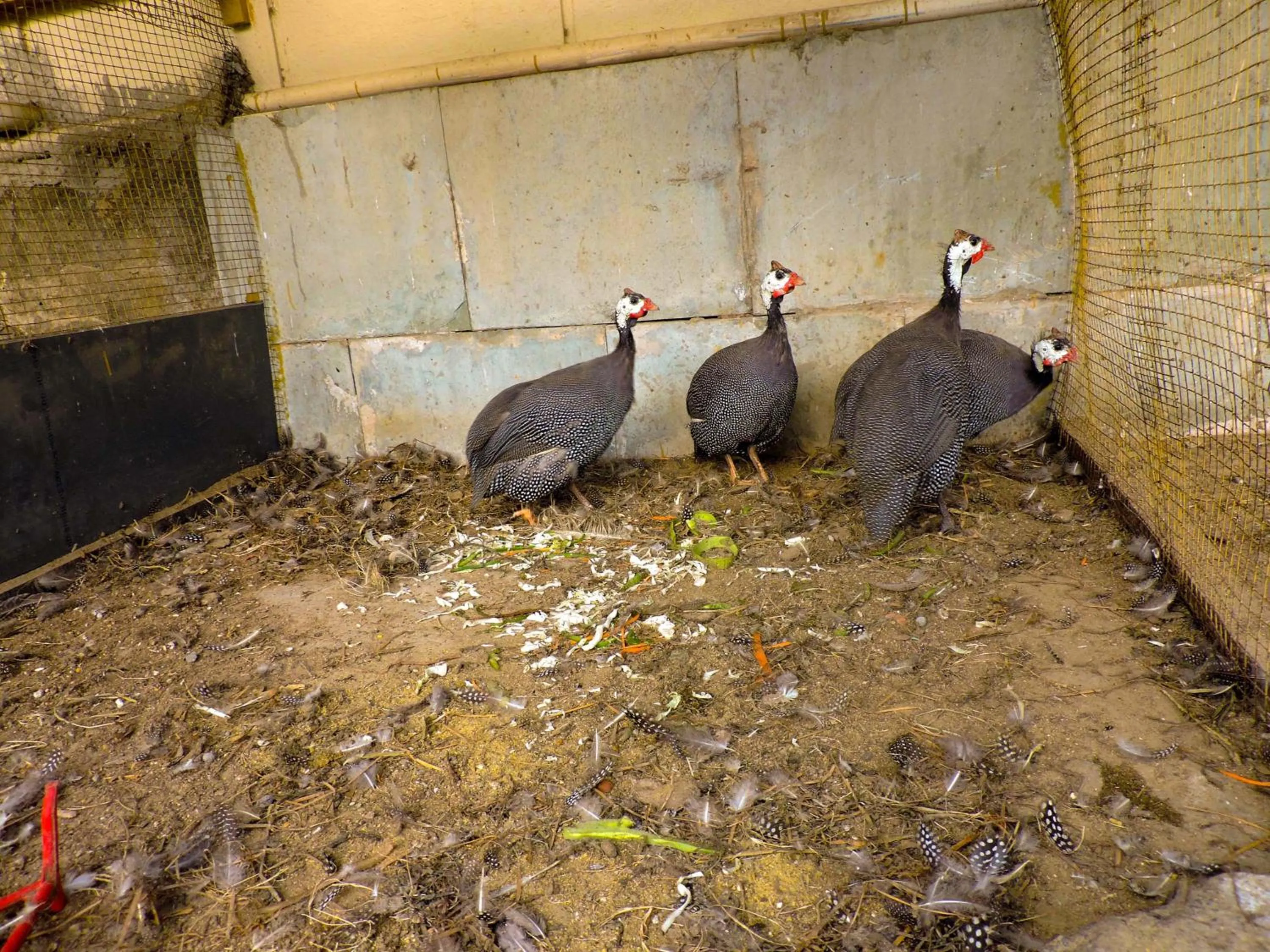 Garden in Le Roi Digha