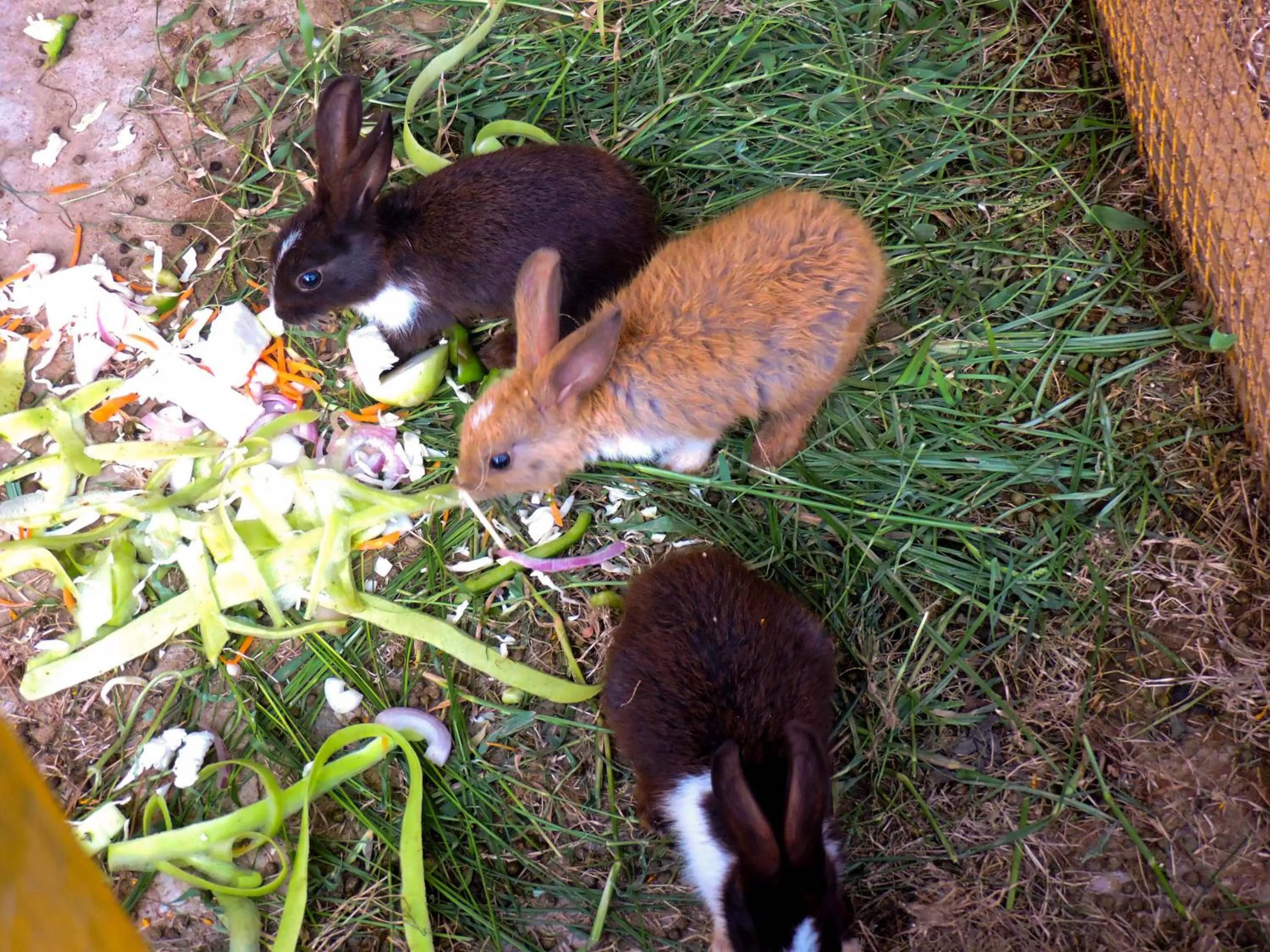 Garden in Le Roi Digha