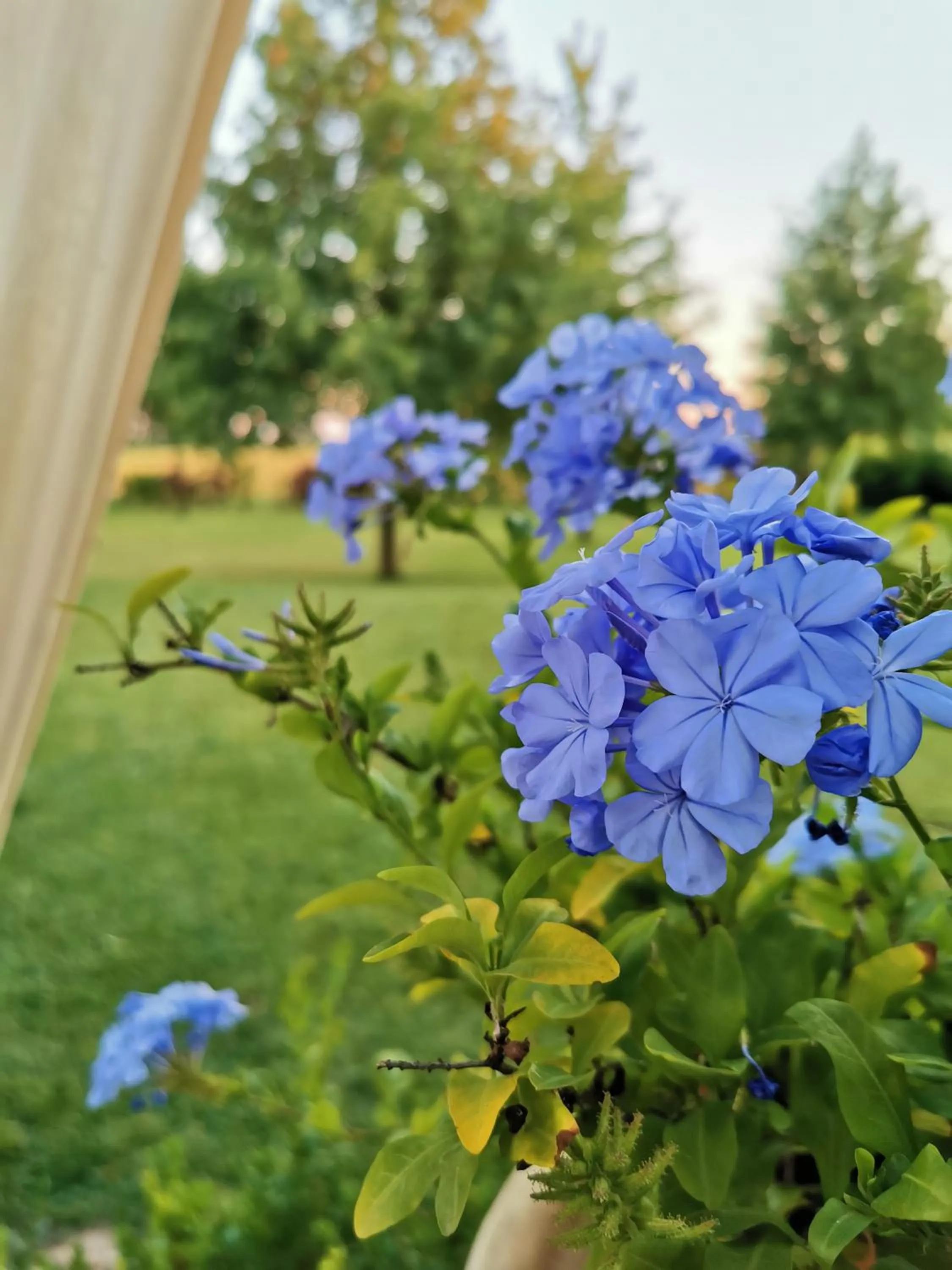 Garden in B&B Casazze Dream