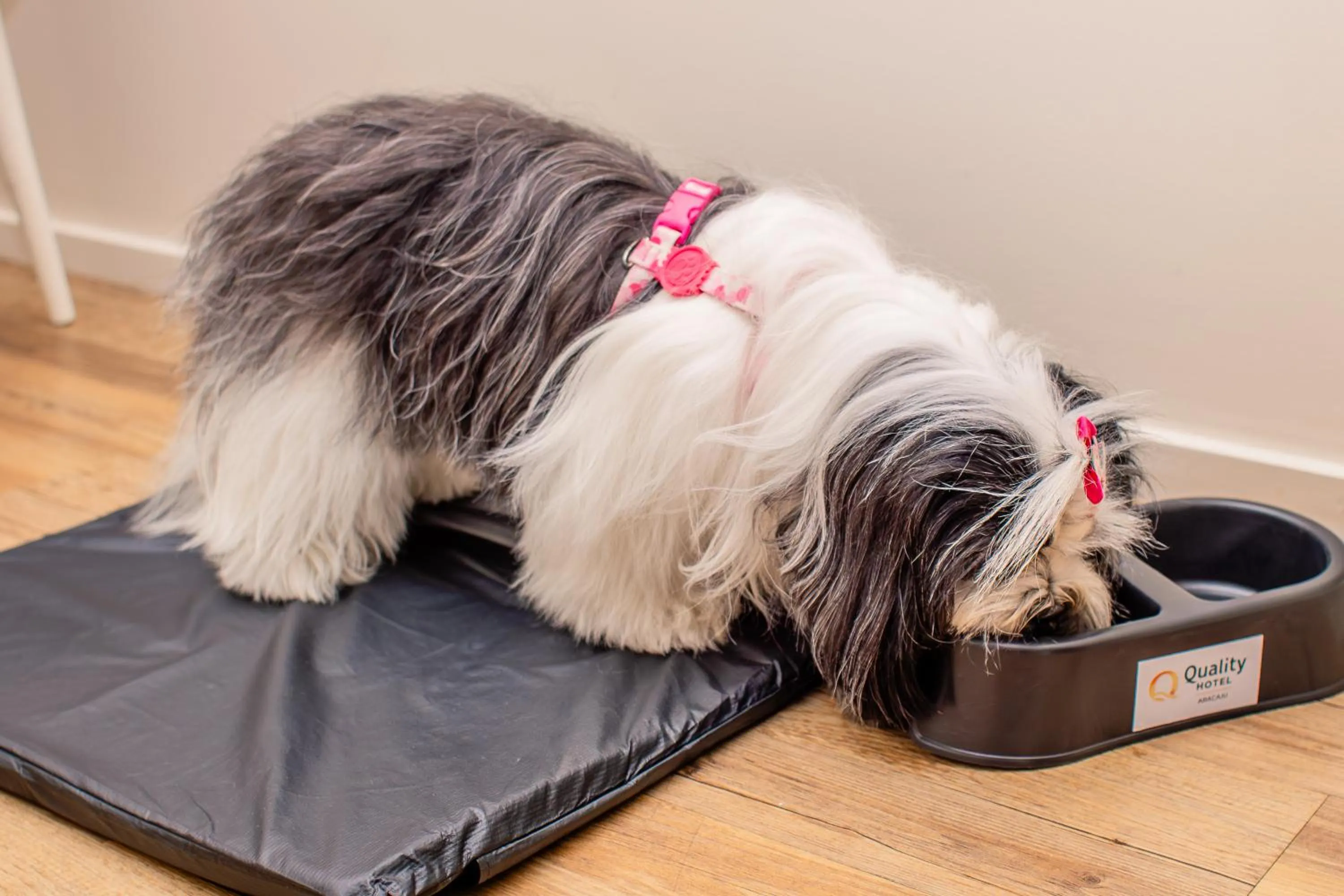 Pets in Quality Hotel Aracaju