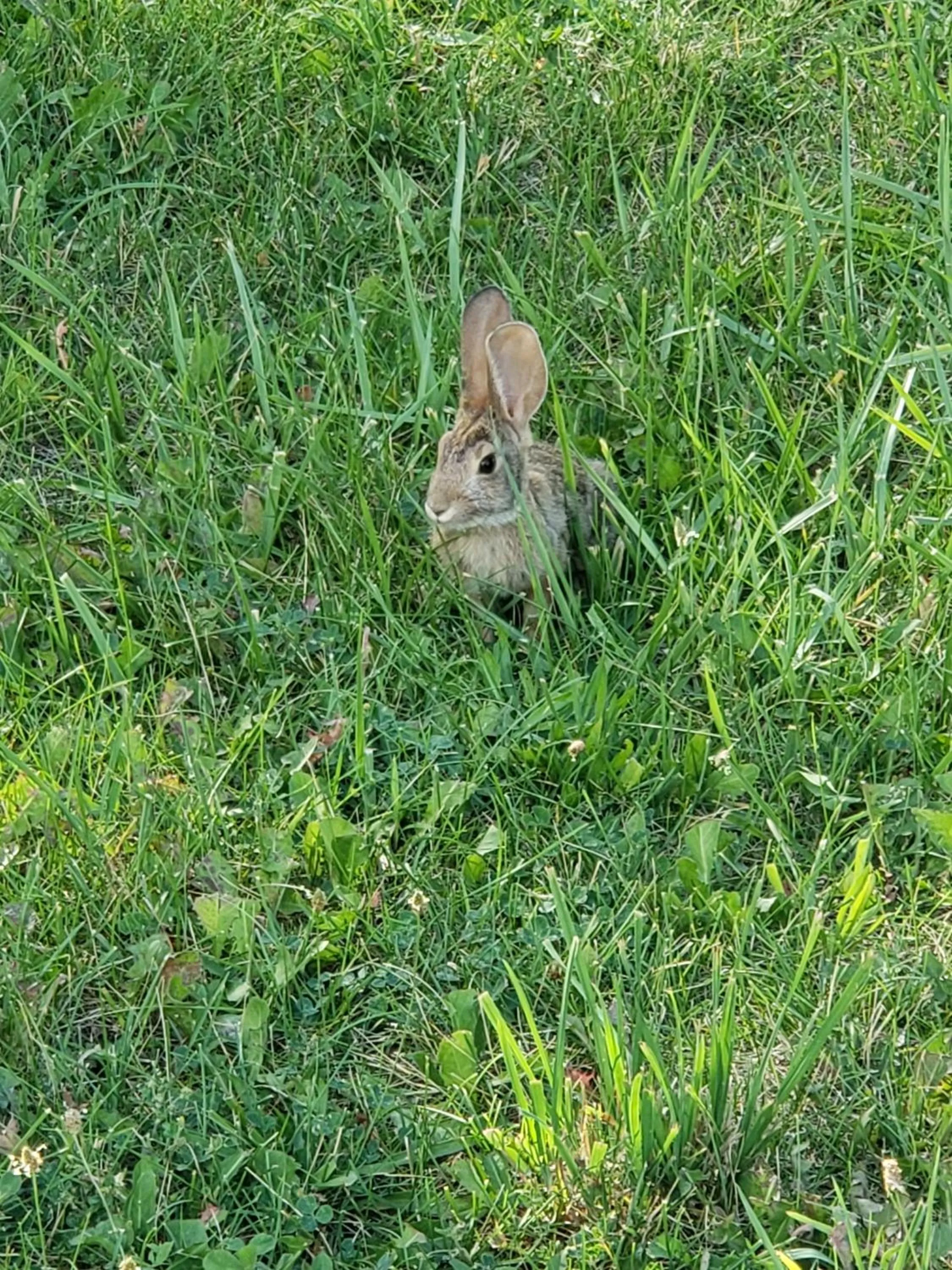 Animals in Grizzly Roadhouse Bed and Breakfast
