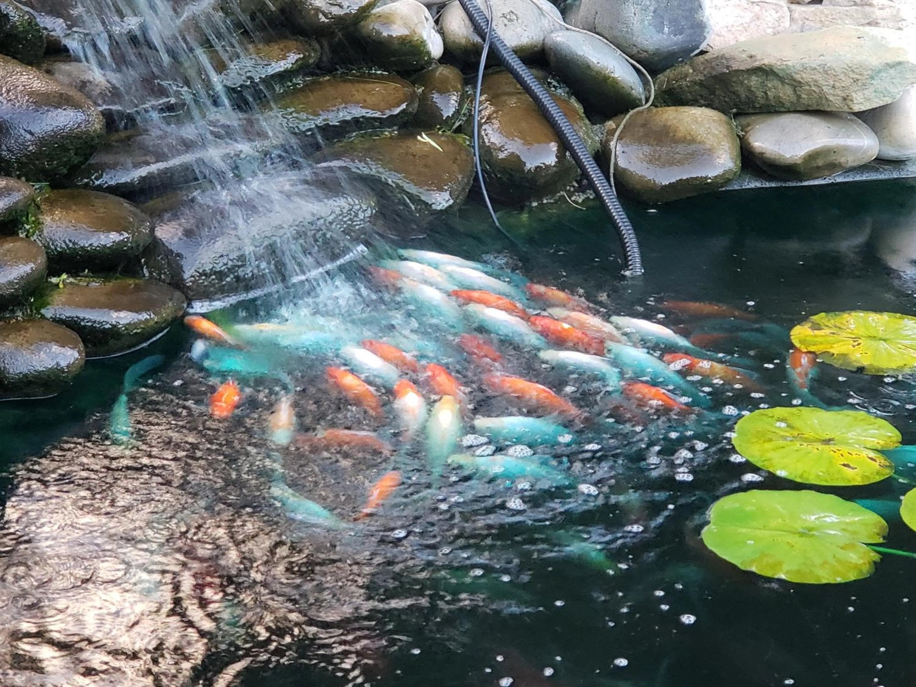 Animals in Grizzly Roadhouse Bed and Breakfast