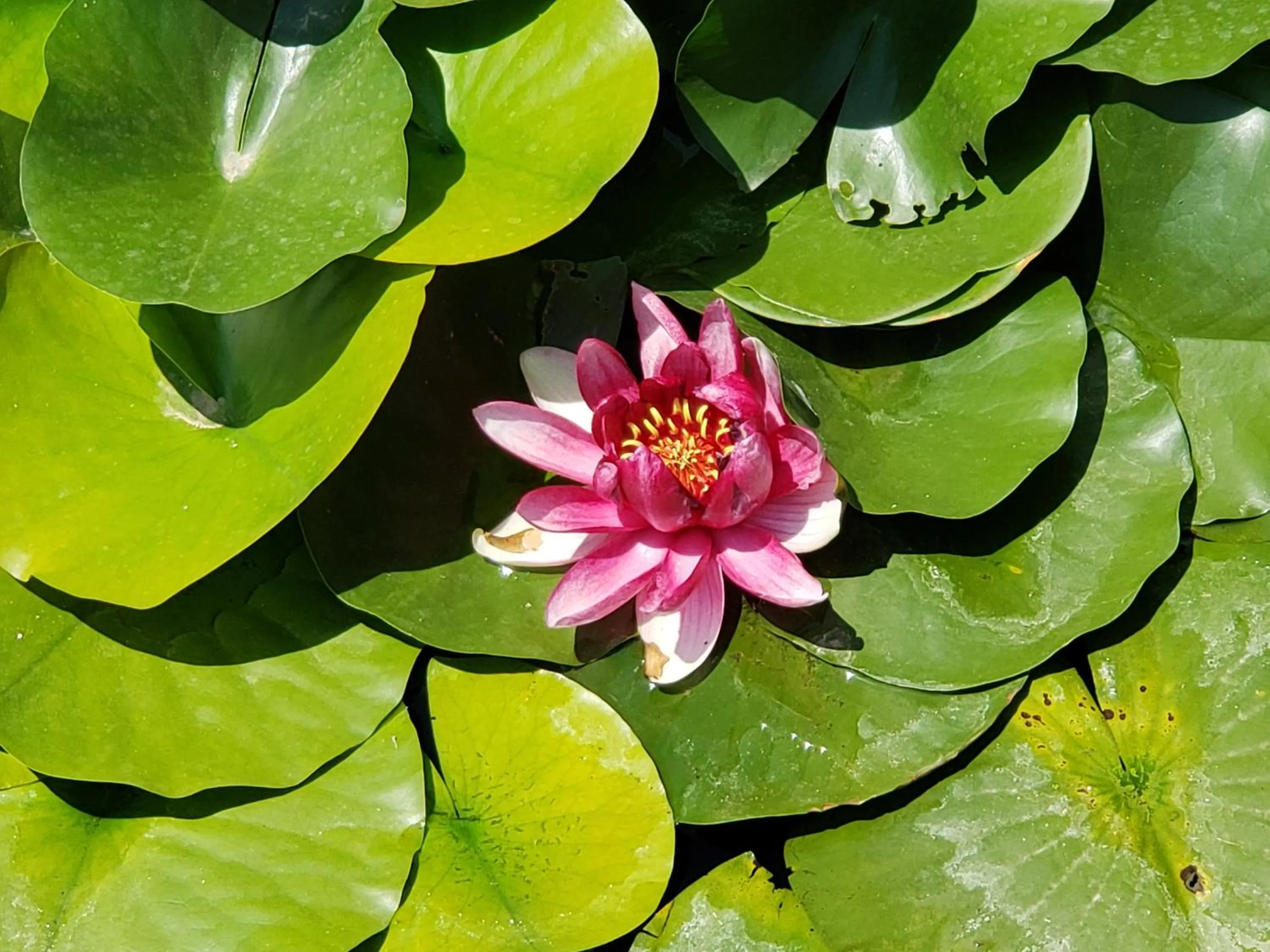 Garden view in Grizzly Roadhouse Bed and Breakfast