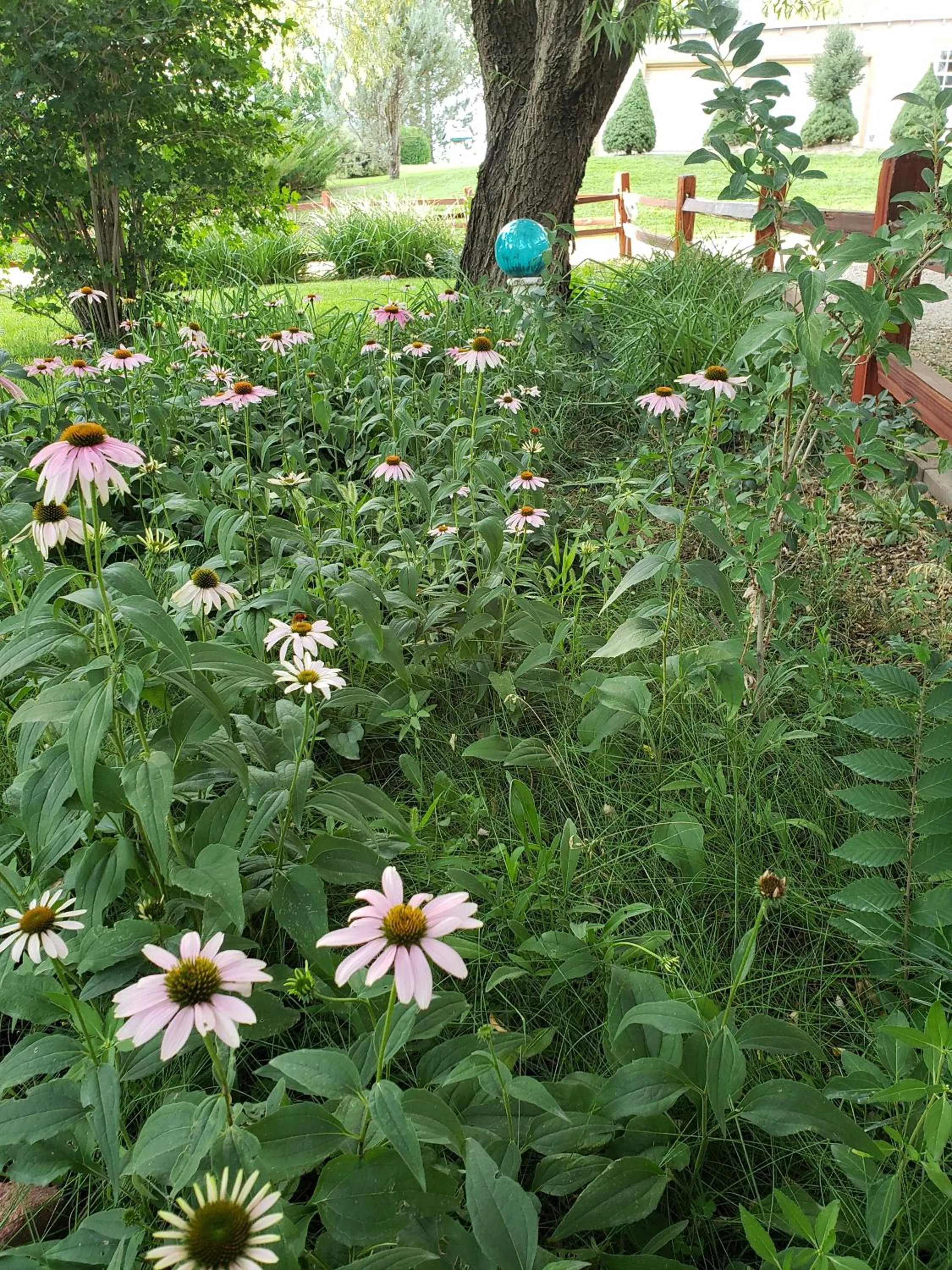 Garden in Grizzly Roadhouse Bed and Breakfast
