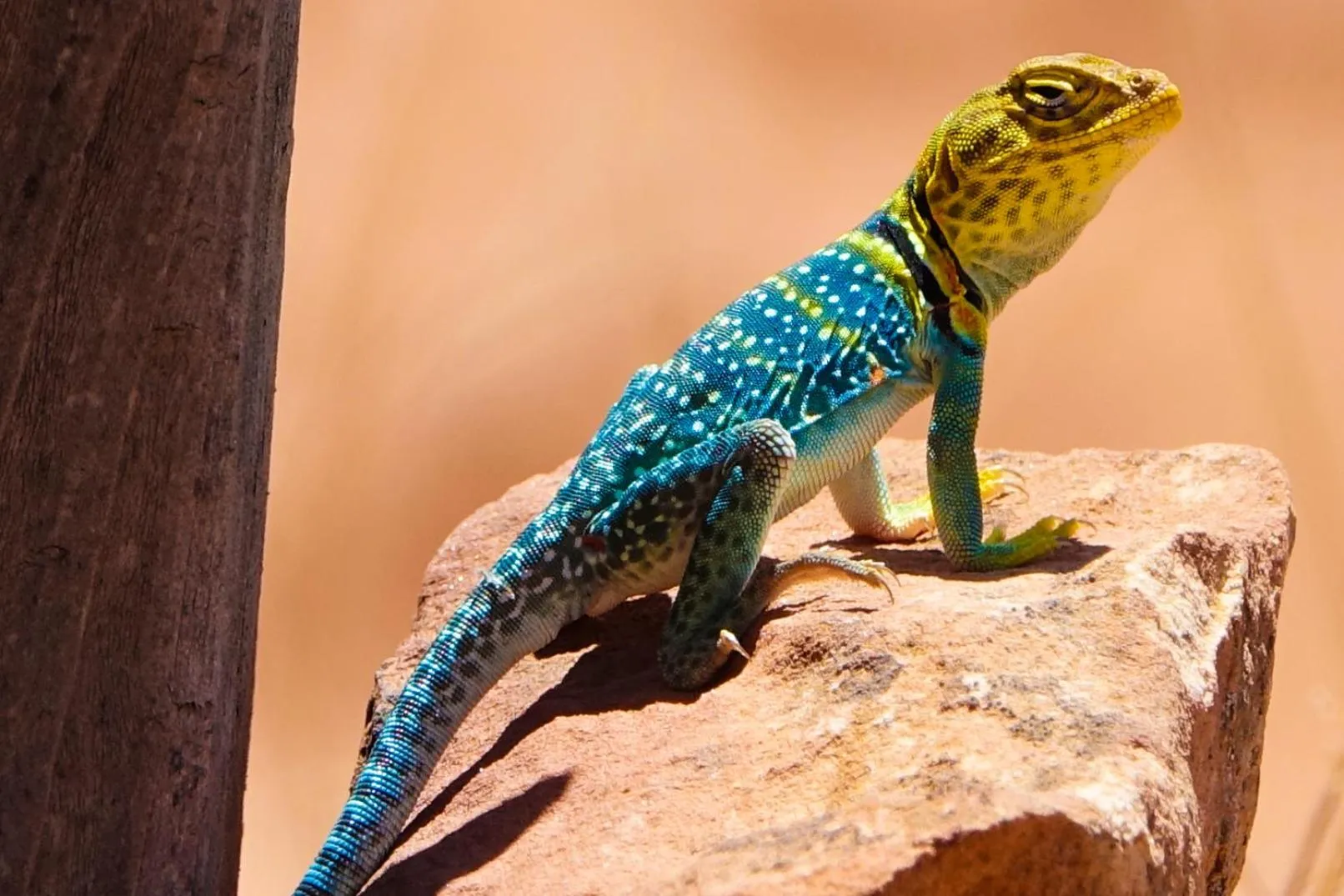 Animals in Grizzly Roadhouse Bed and Breakfast