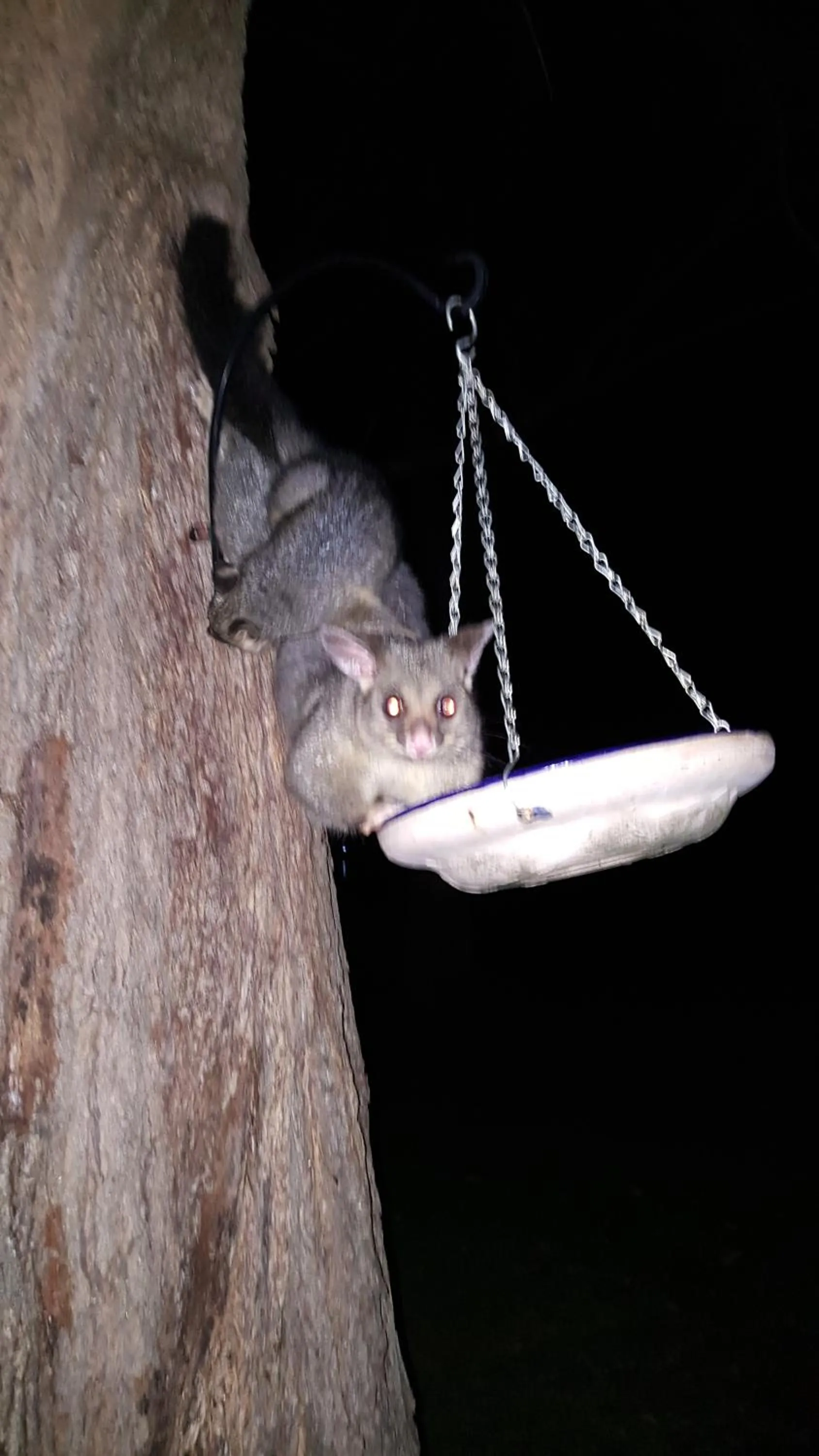 Animals in The Sanctuary at Paradise Beach B&B