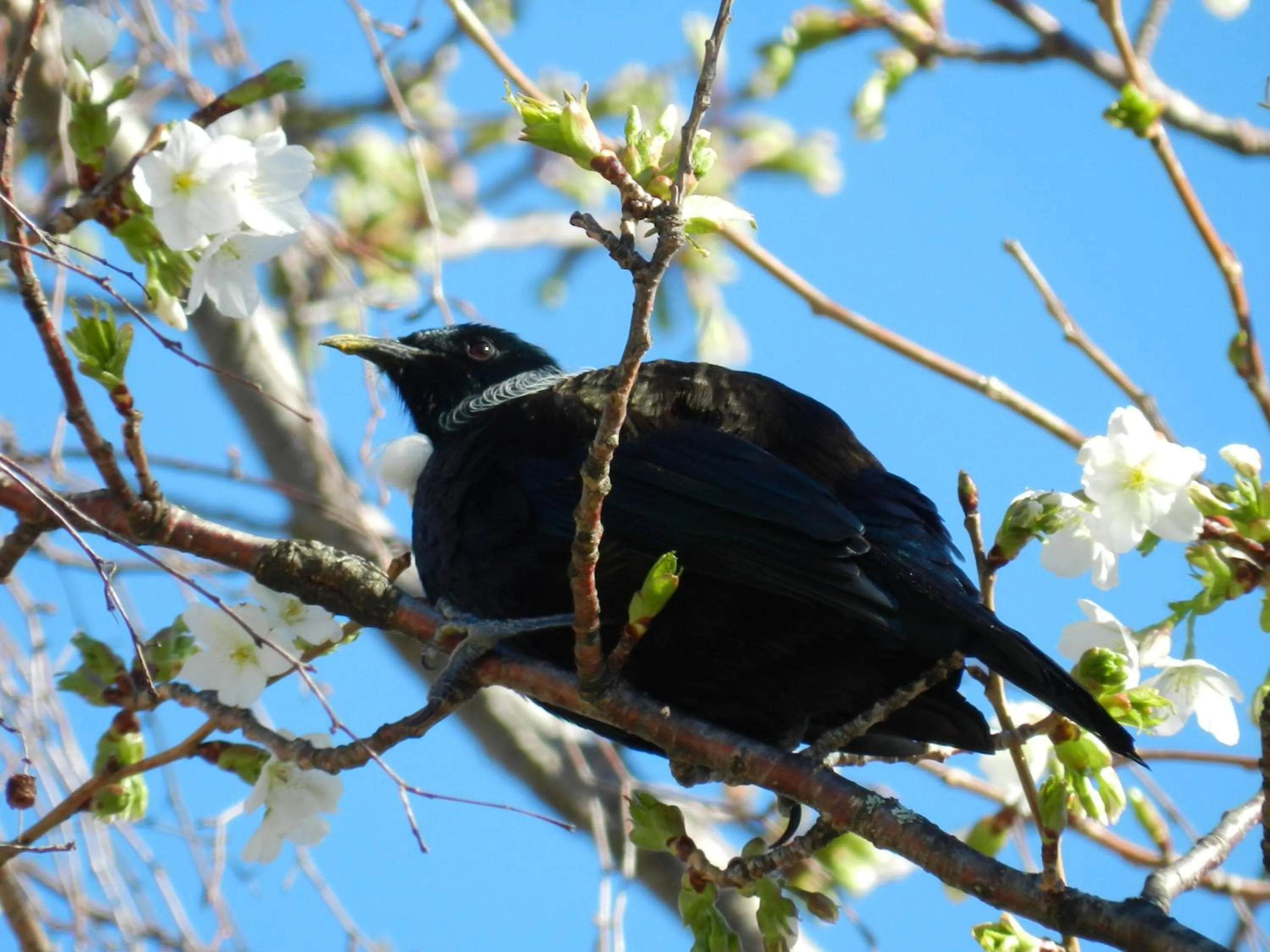 Area and facilities in Judges Pool Motel Turangi
