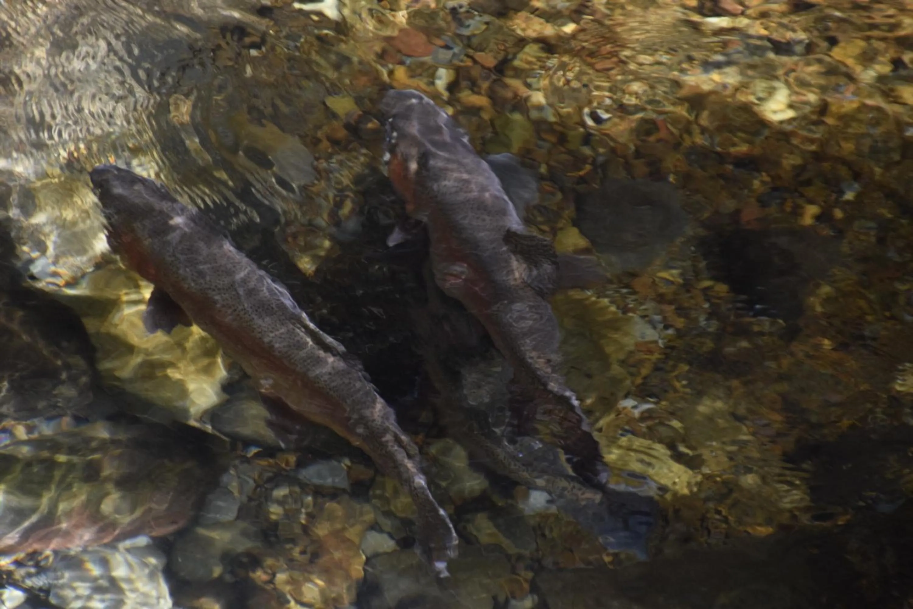 Fishing in Judges Pool Motel Turangi