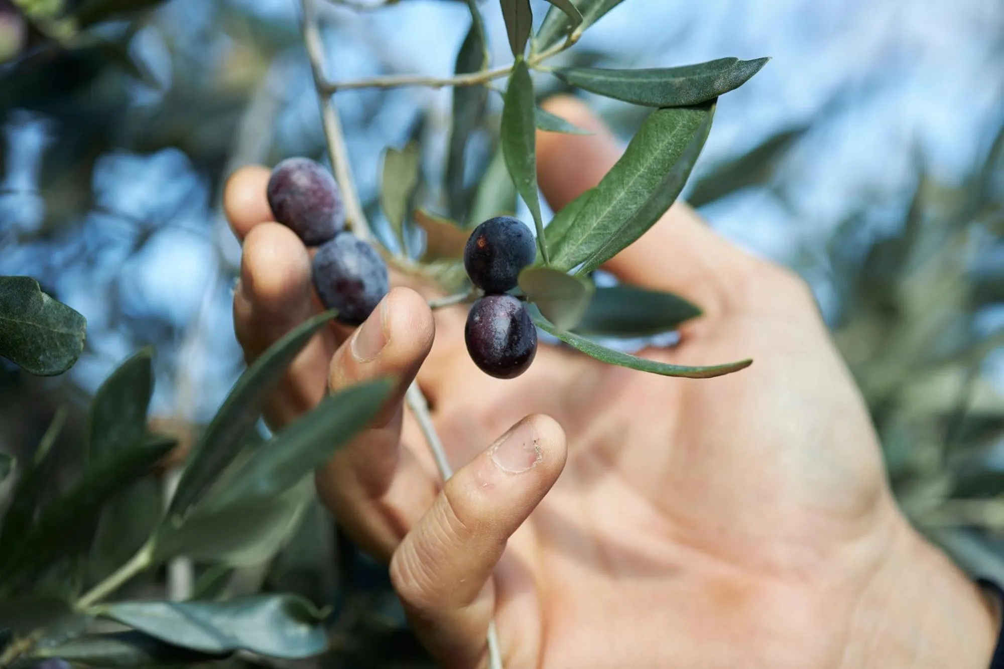 Tenuta San Vito In Fior Di Selva