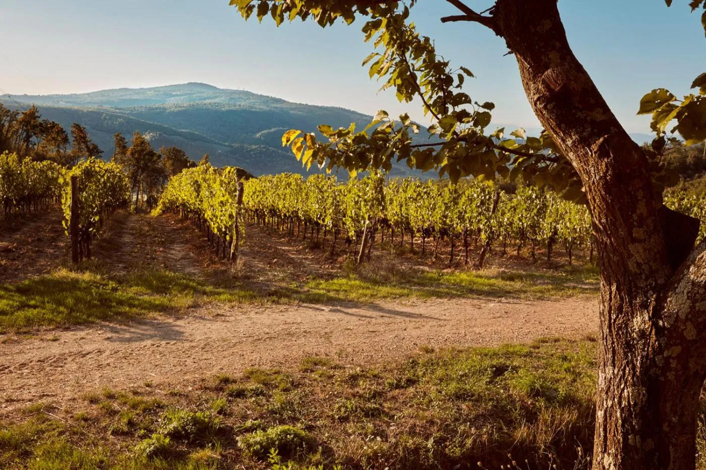 Tenuta San Vito In Fior Di Selva