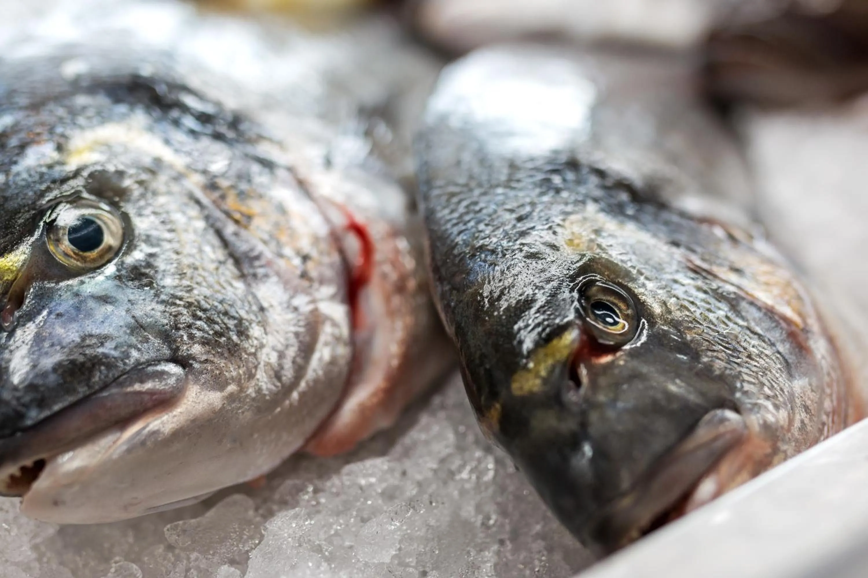 Food and drinks in Locanda Su Recreu