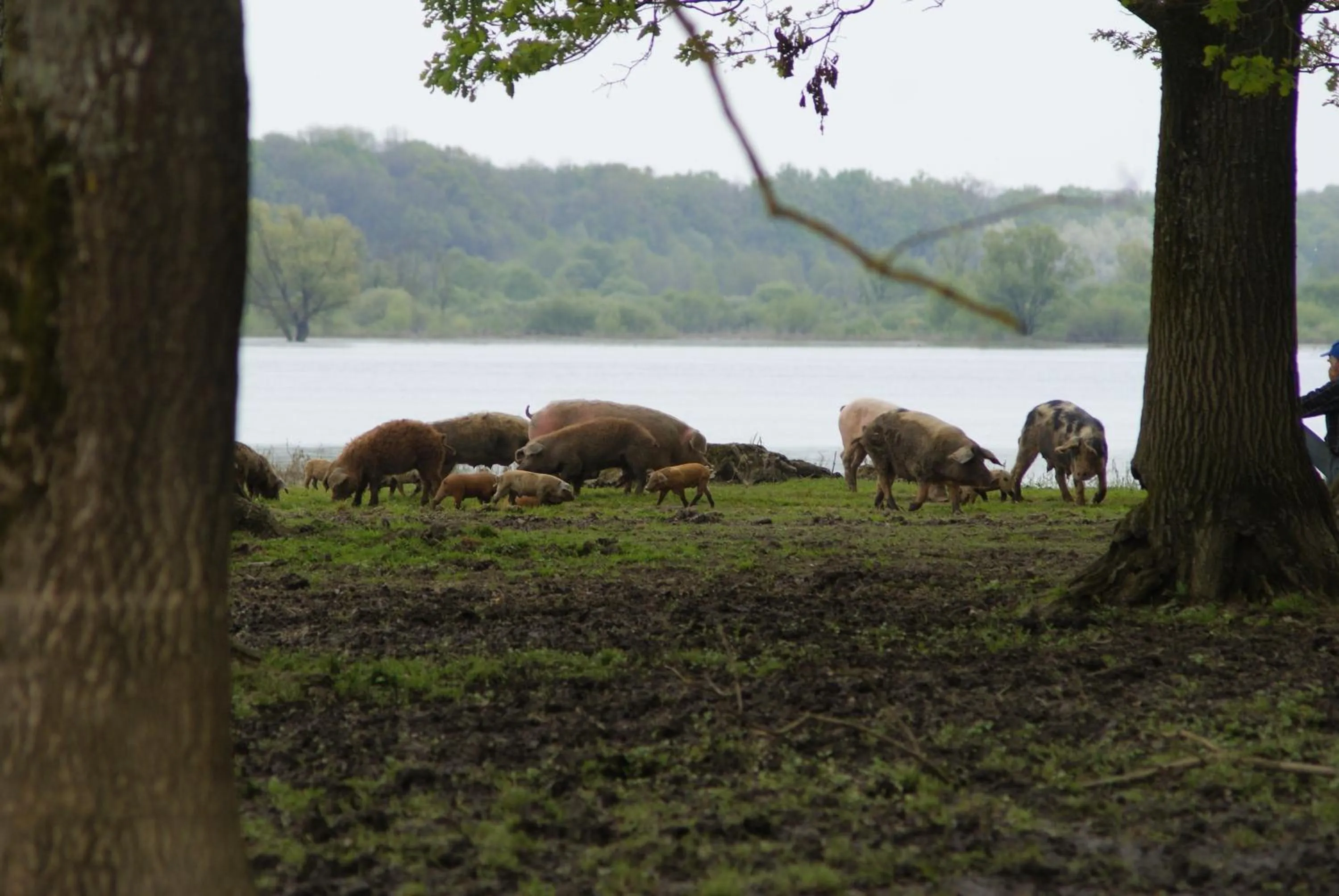 Area and facilities in Tradicije Cigoc