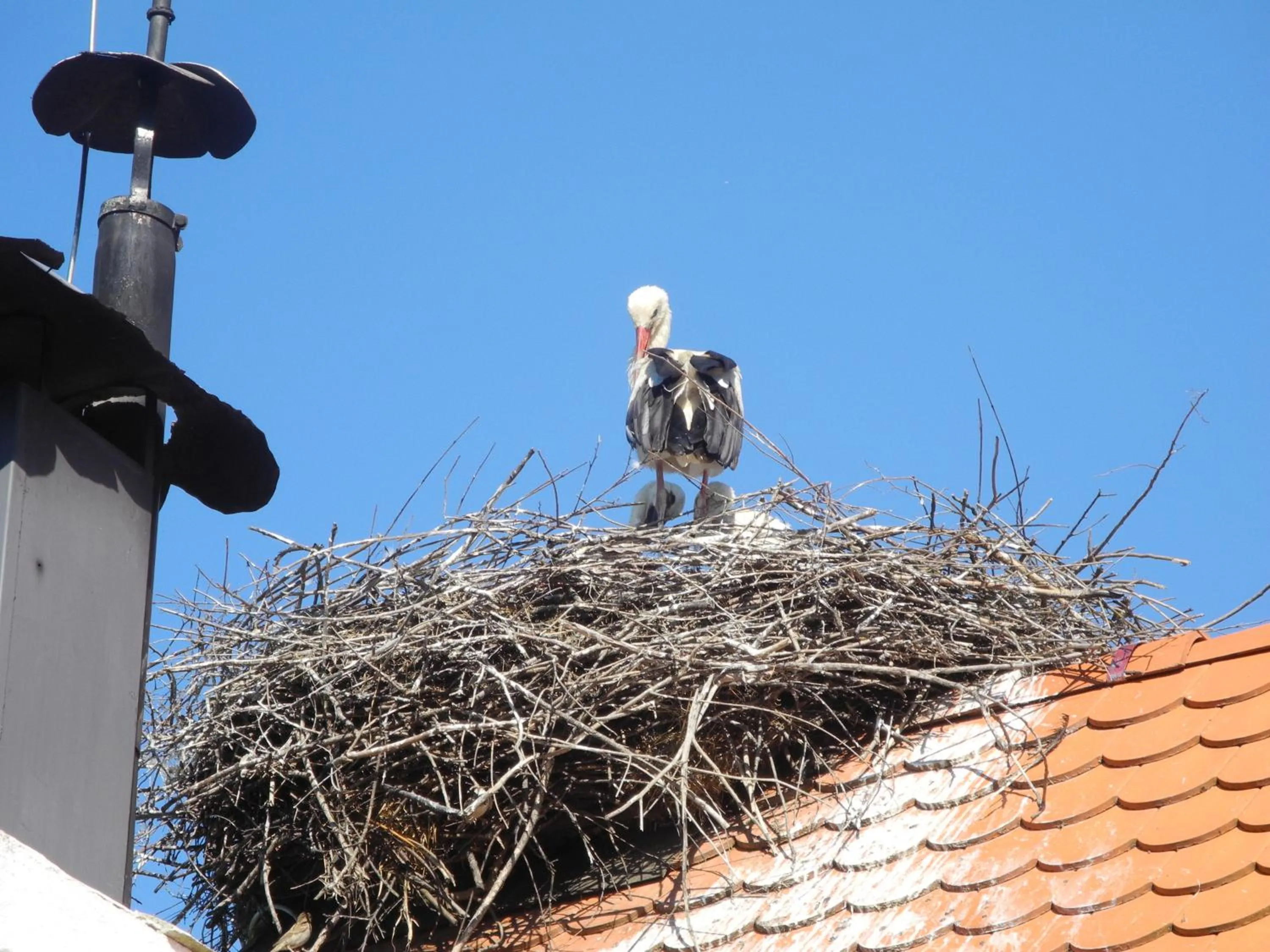 Animals in Tradicije Cigoc