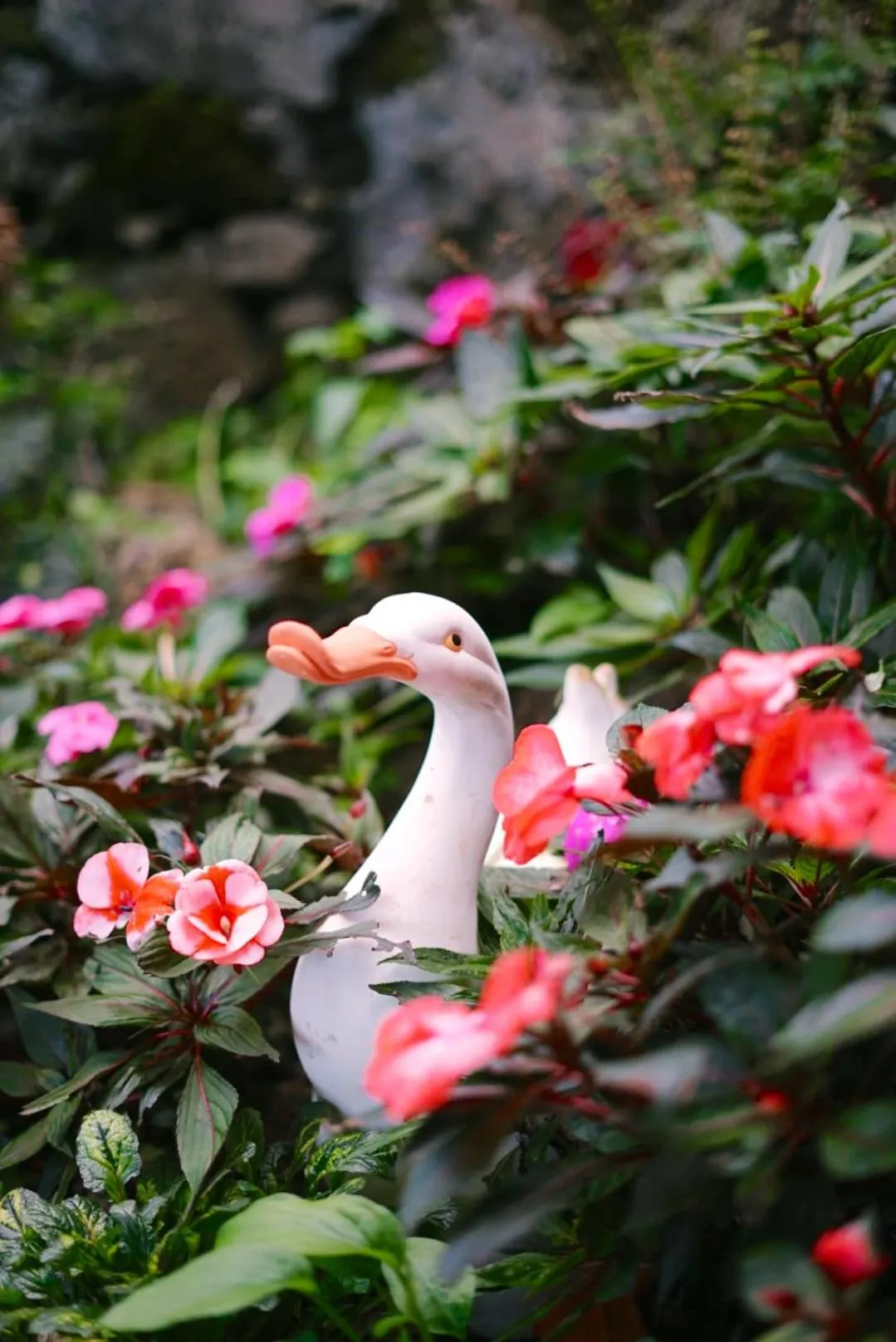 Garden in Gardens Guest House