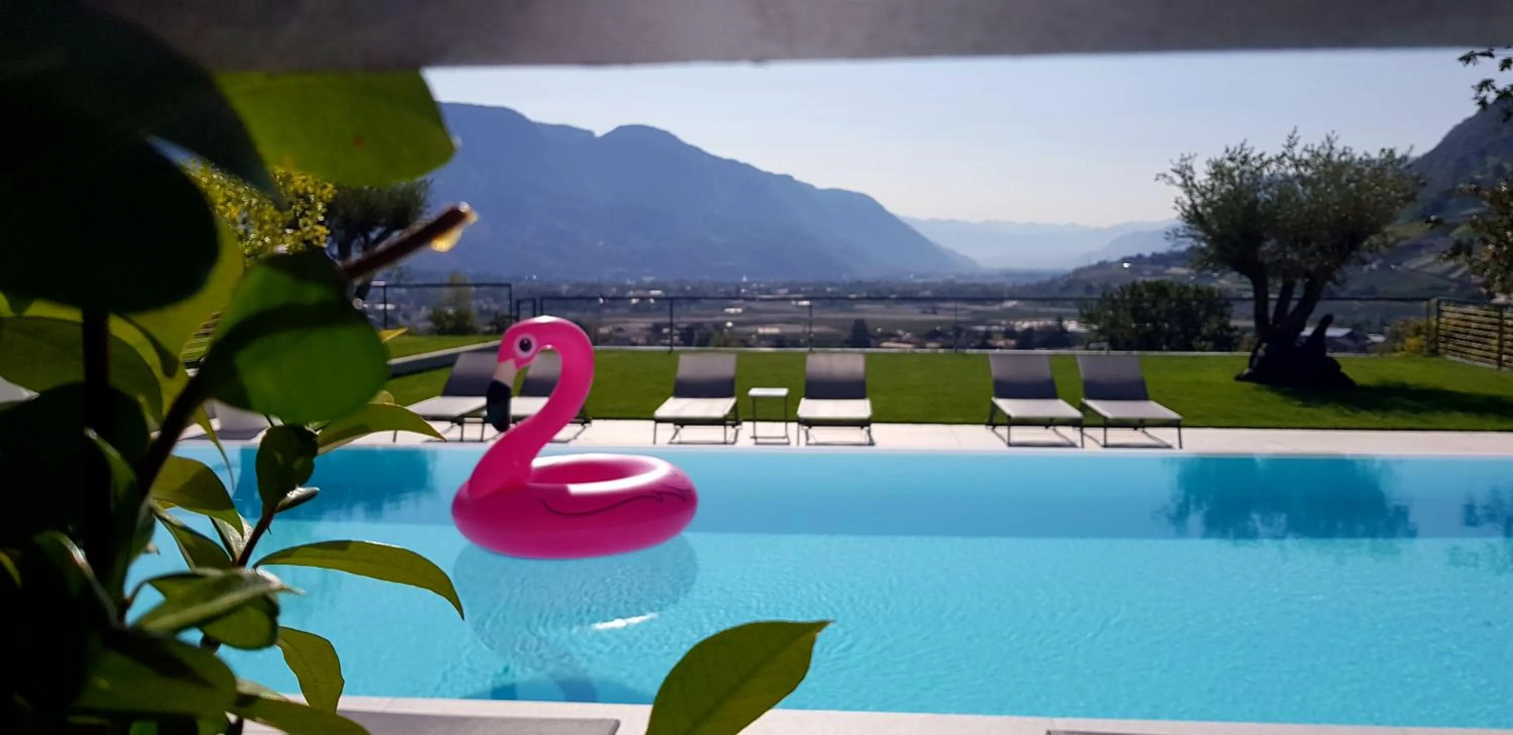 Animals in The View Luxury Suites