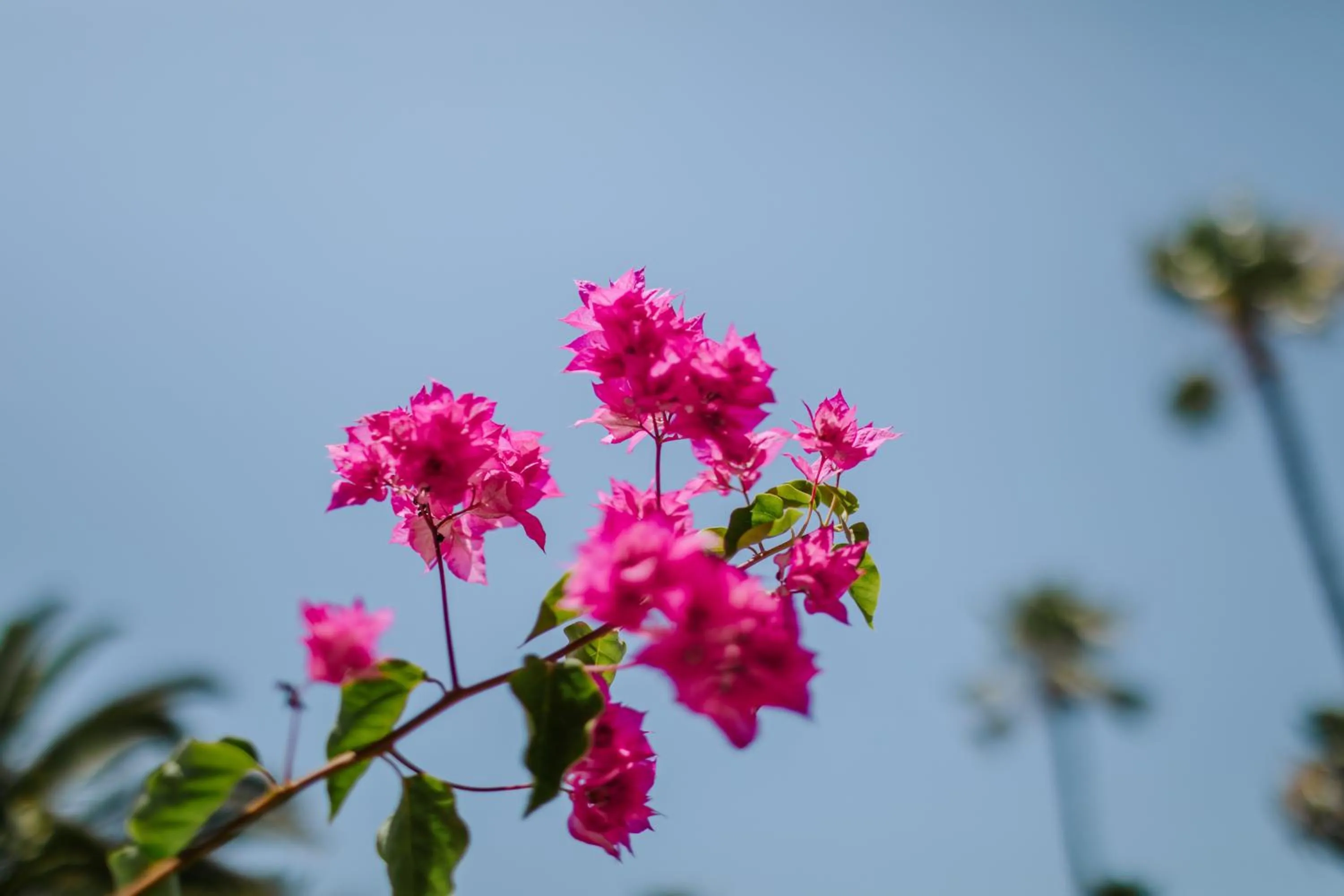 Garden in Nissi Beach Resort