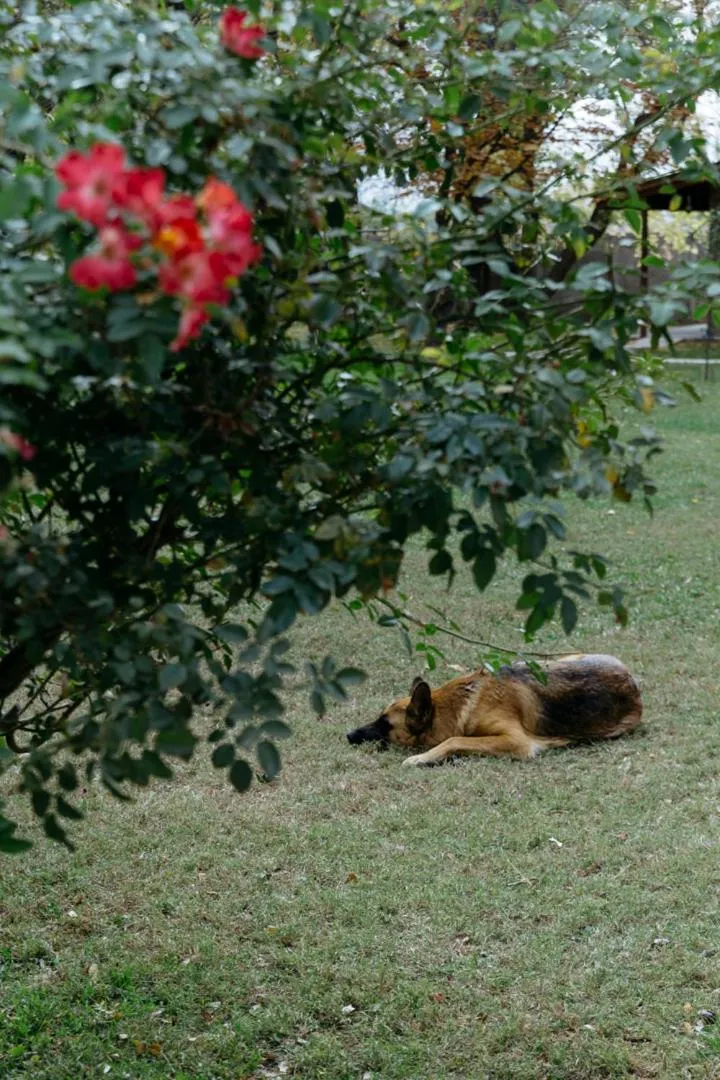 Garden in Lujan De Cuyo B&B