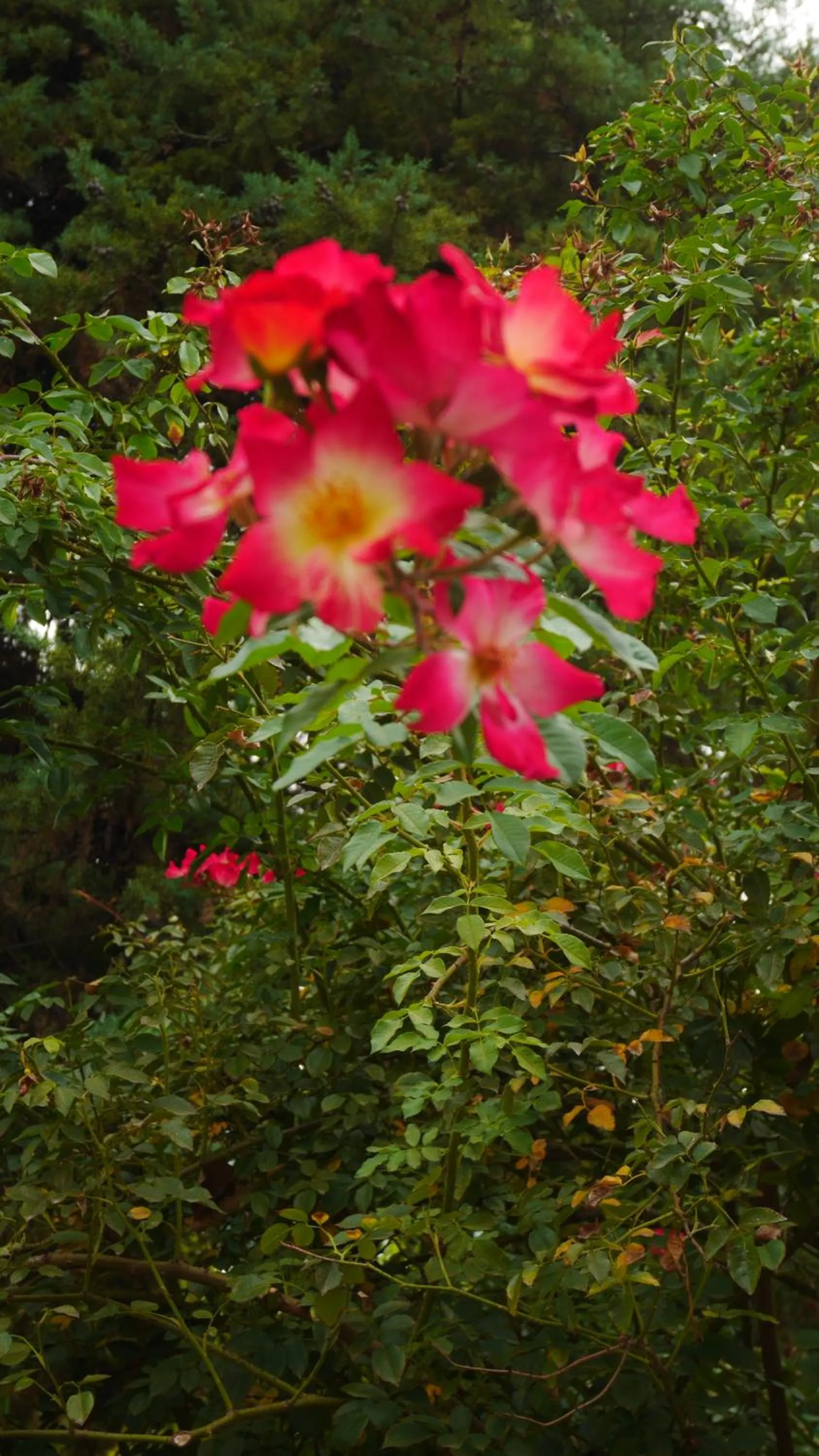 Garden in Lujan De Cuyo B&B