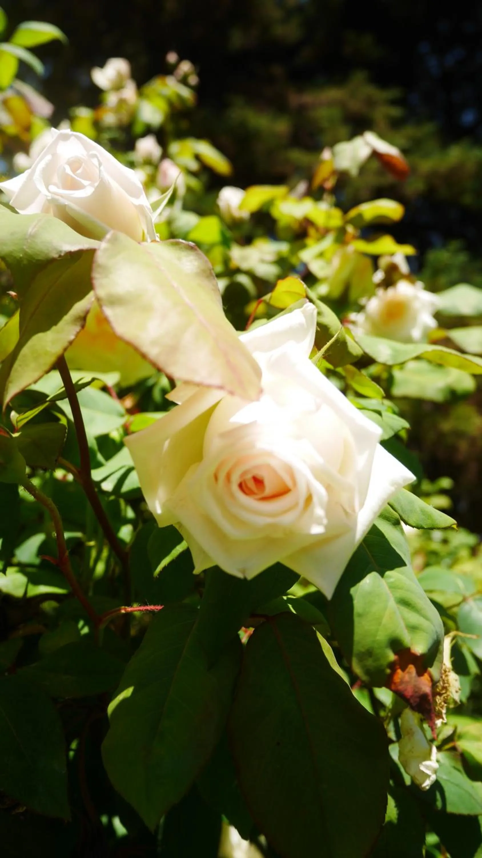 Garden in Lujan De Cuyo B&B