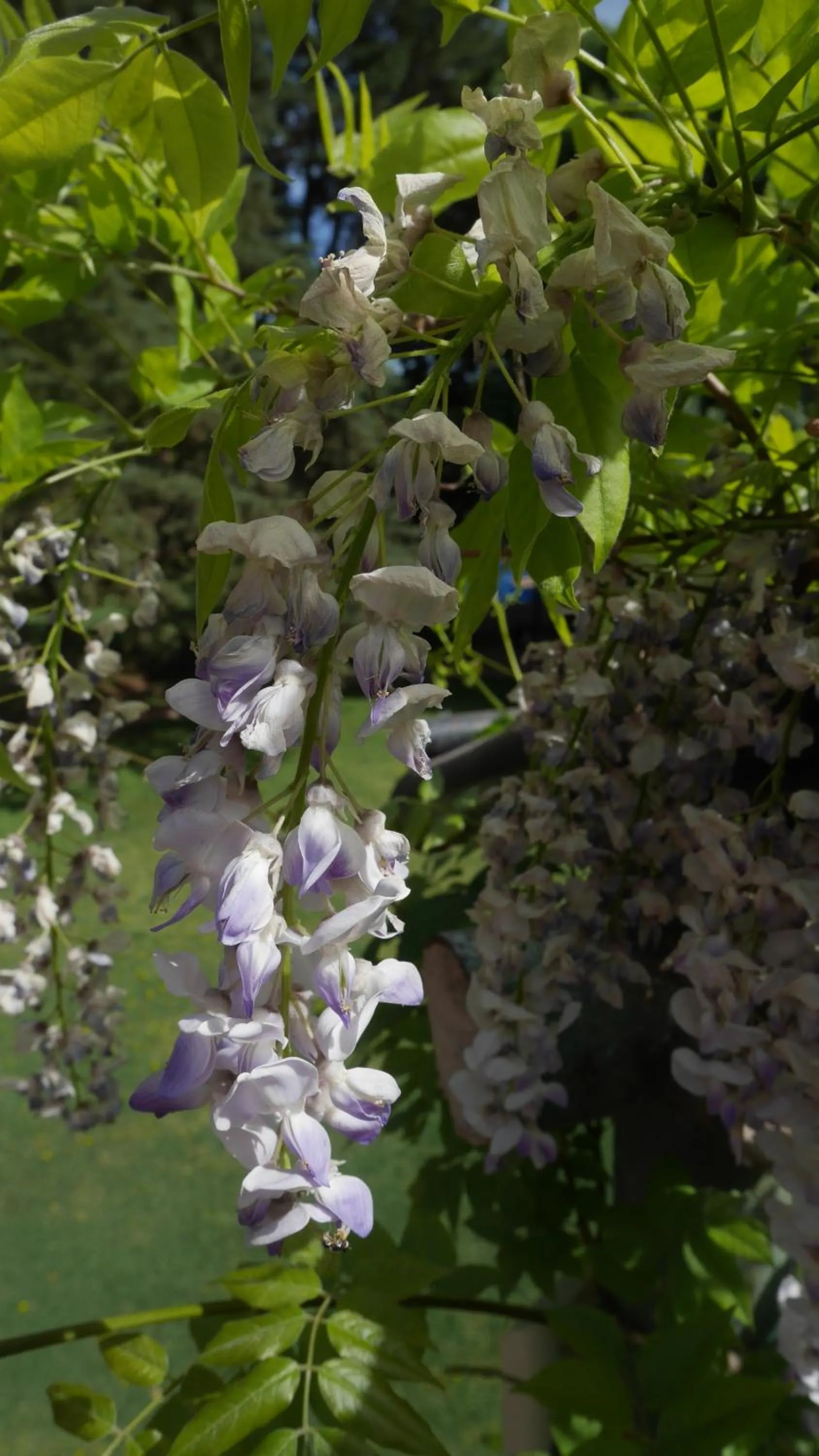 Garden in Lujan De Cuyo B&B