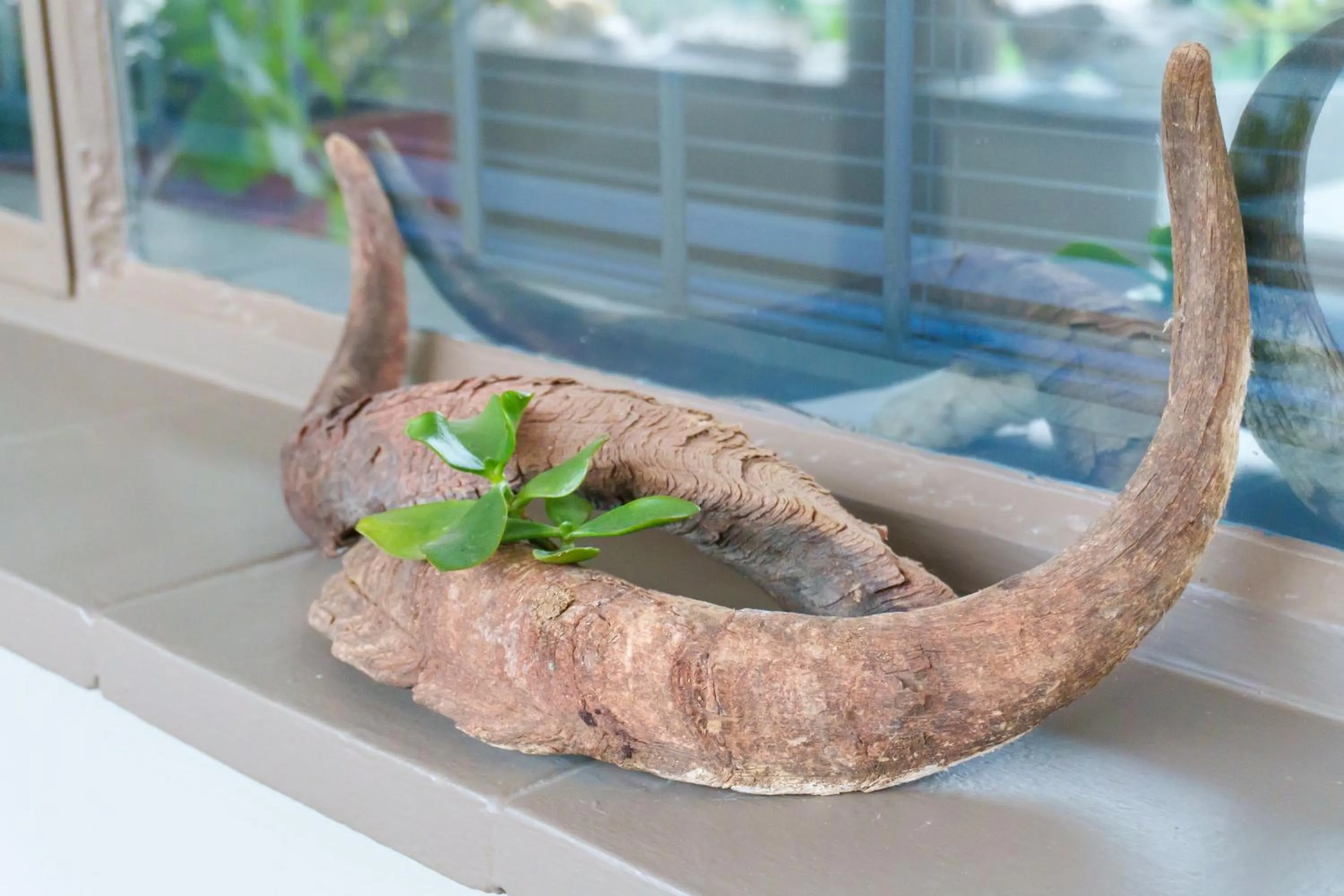 Decorative detail in De Akker Guest House Oudtshoorn