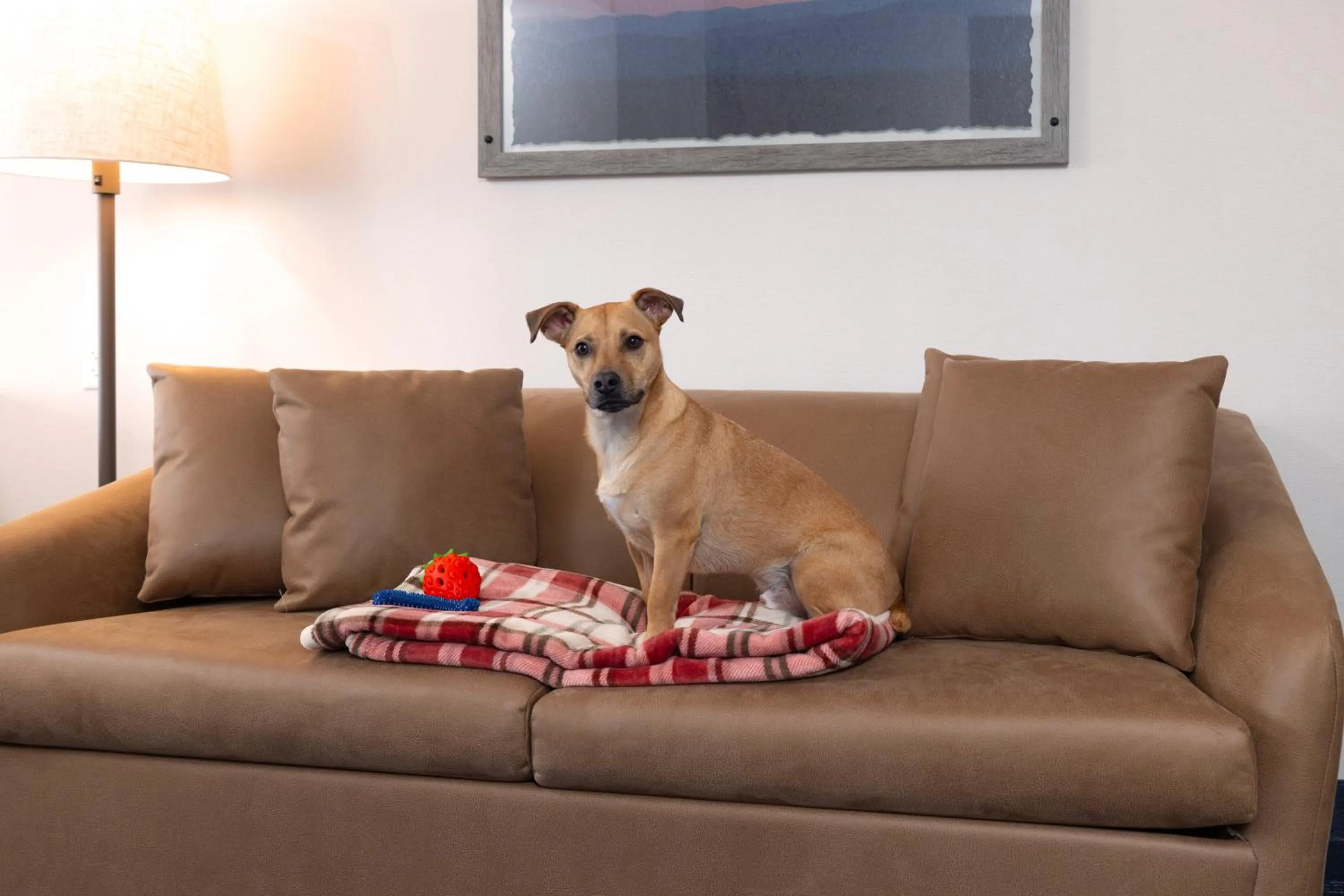 Pets in Fairfield Inn & Suites – Buffalo Airport
