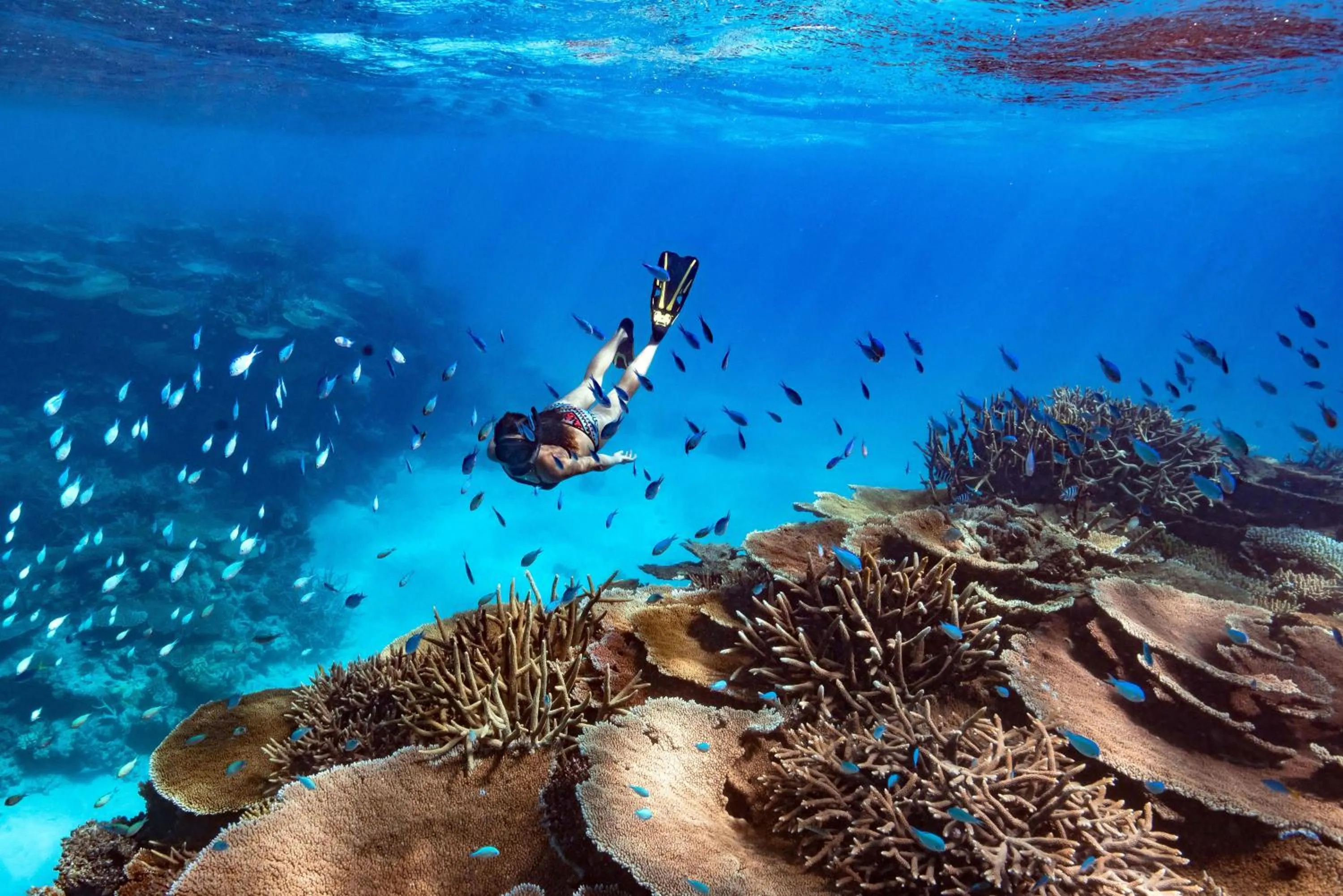 Snorkeling in Orpheus Island Lodge