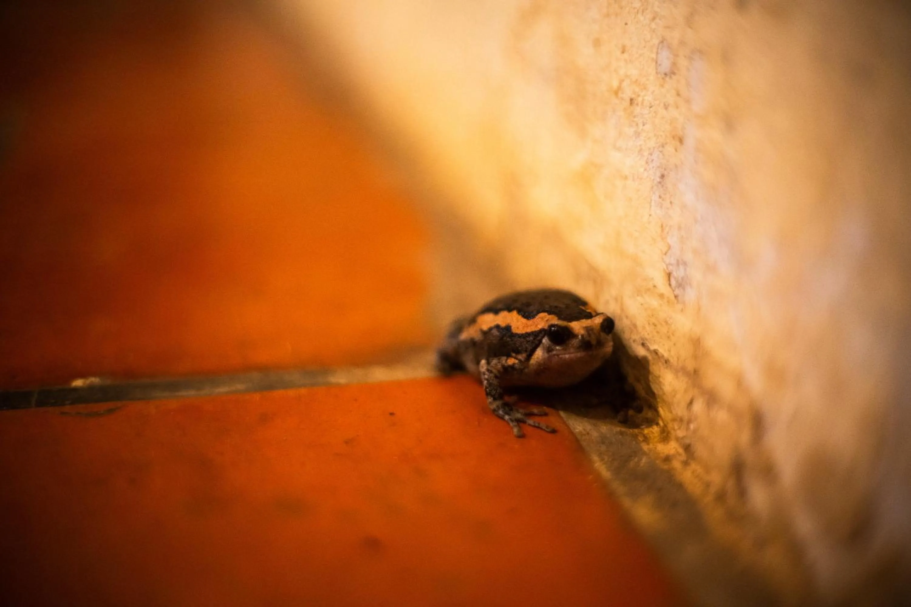 Garden in Sambor Village Hotel