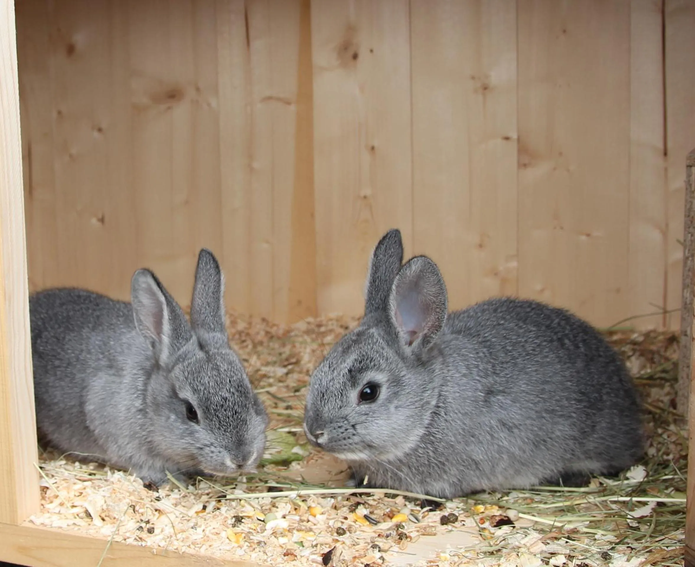 Animals in Hotel-Garni Ehrenfels