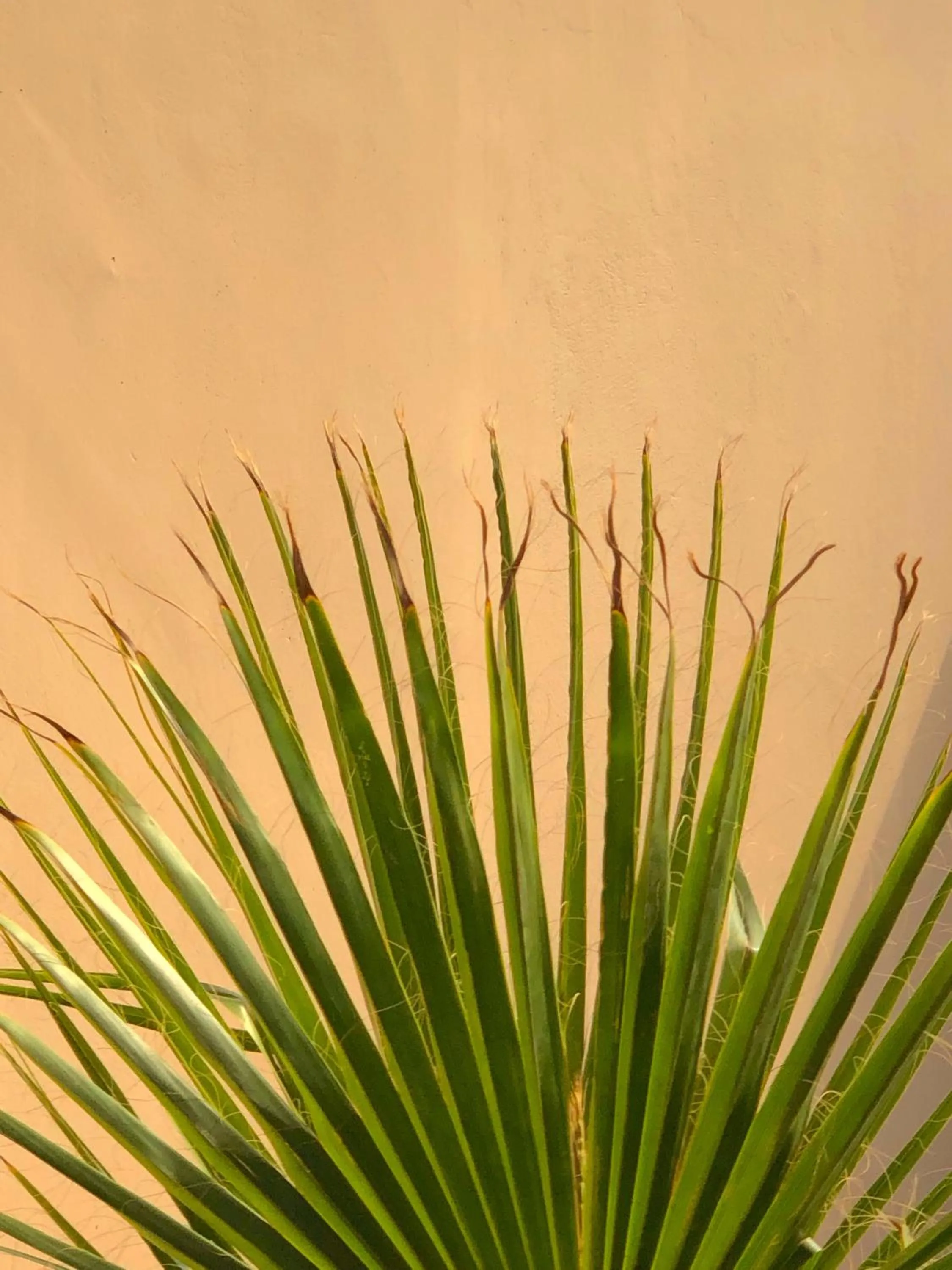 Patio in Riad Hadika Maria