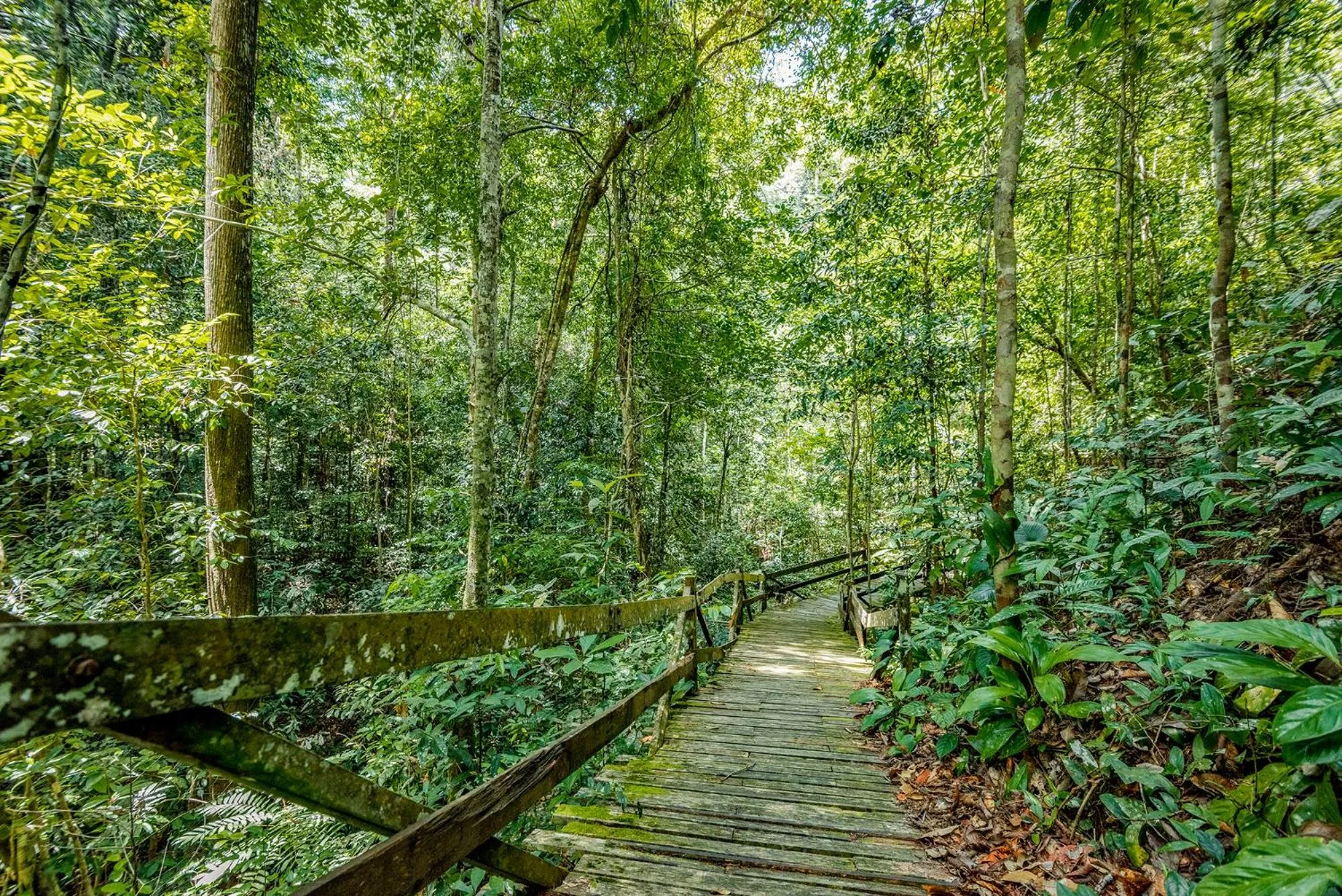 Natural landscape in Borneo Tropical Rainforest Resort