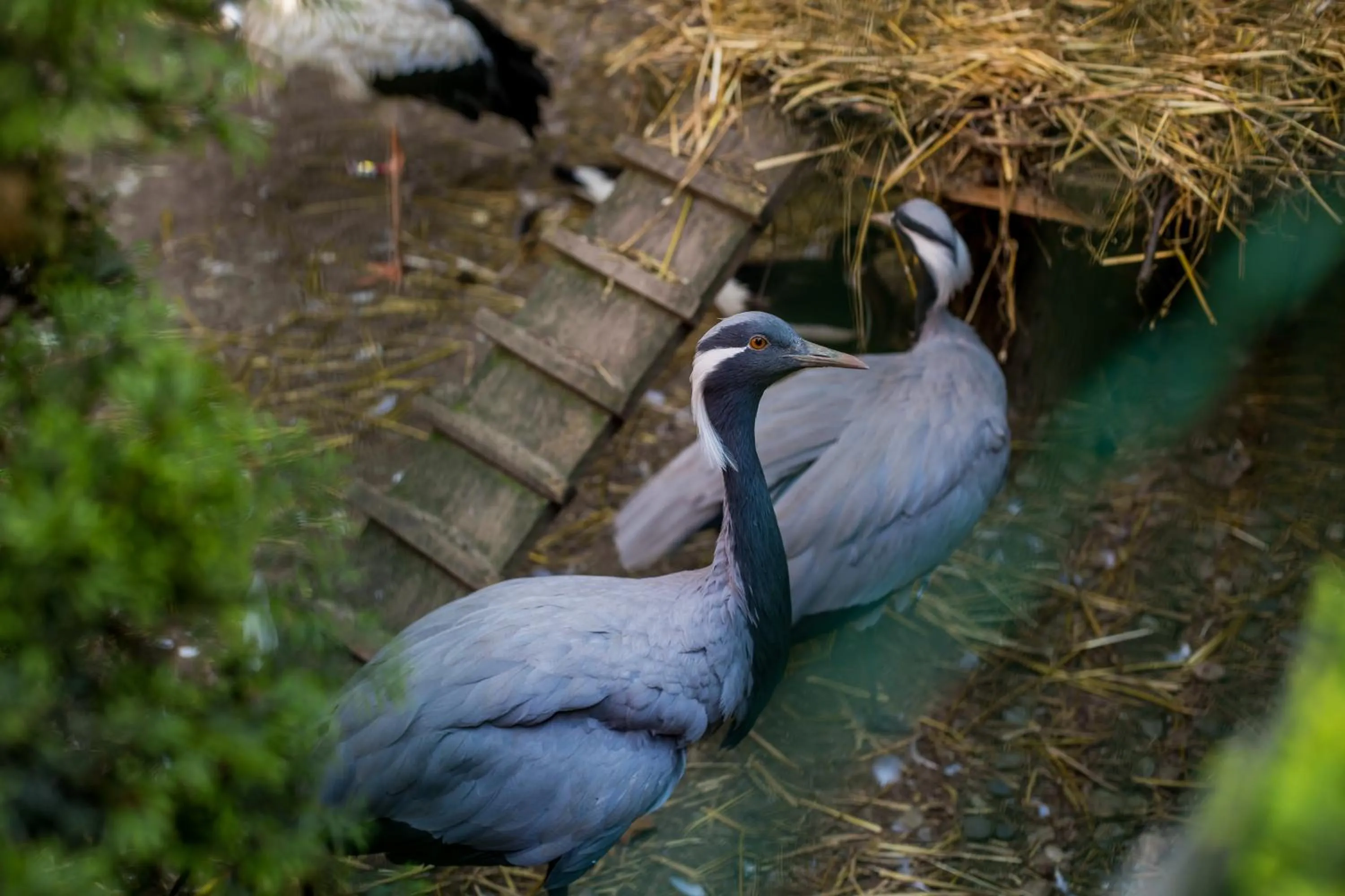 Animals in Eko Hotel Na Wierzynka & Park Pinokia