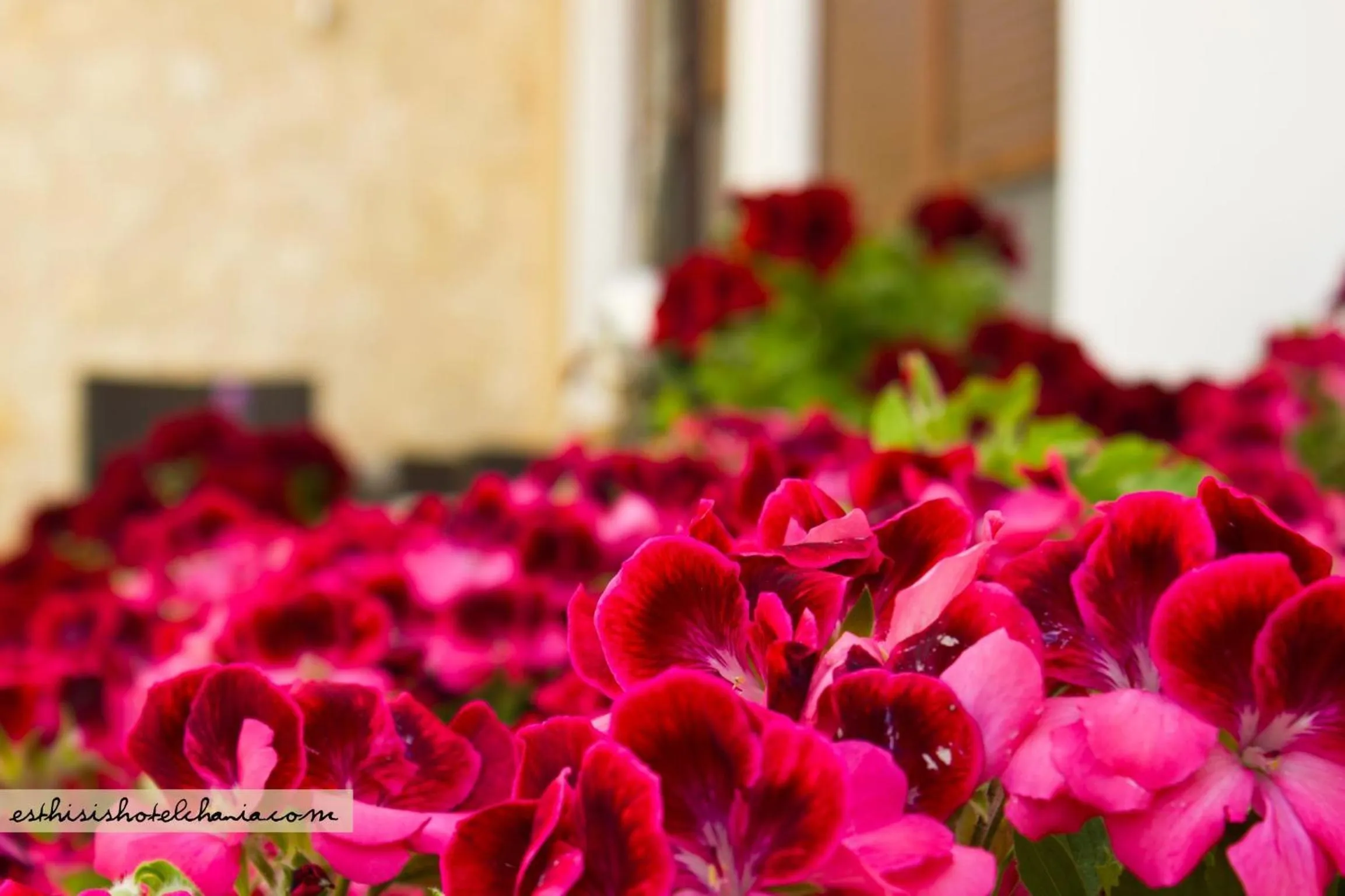 Spring in Esthisis Suites Chania