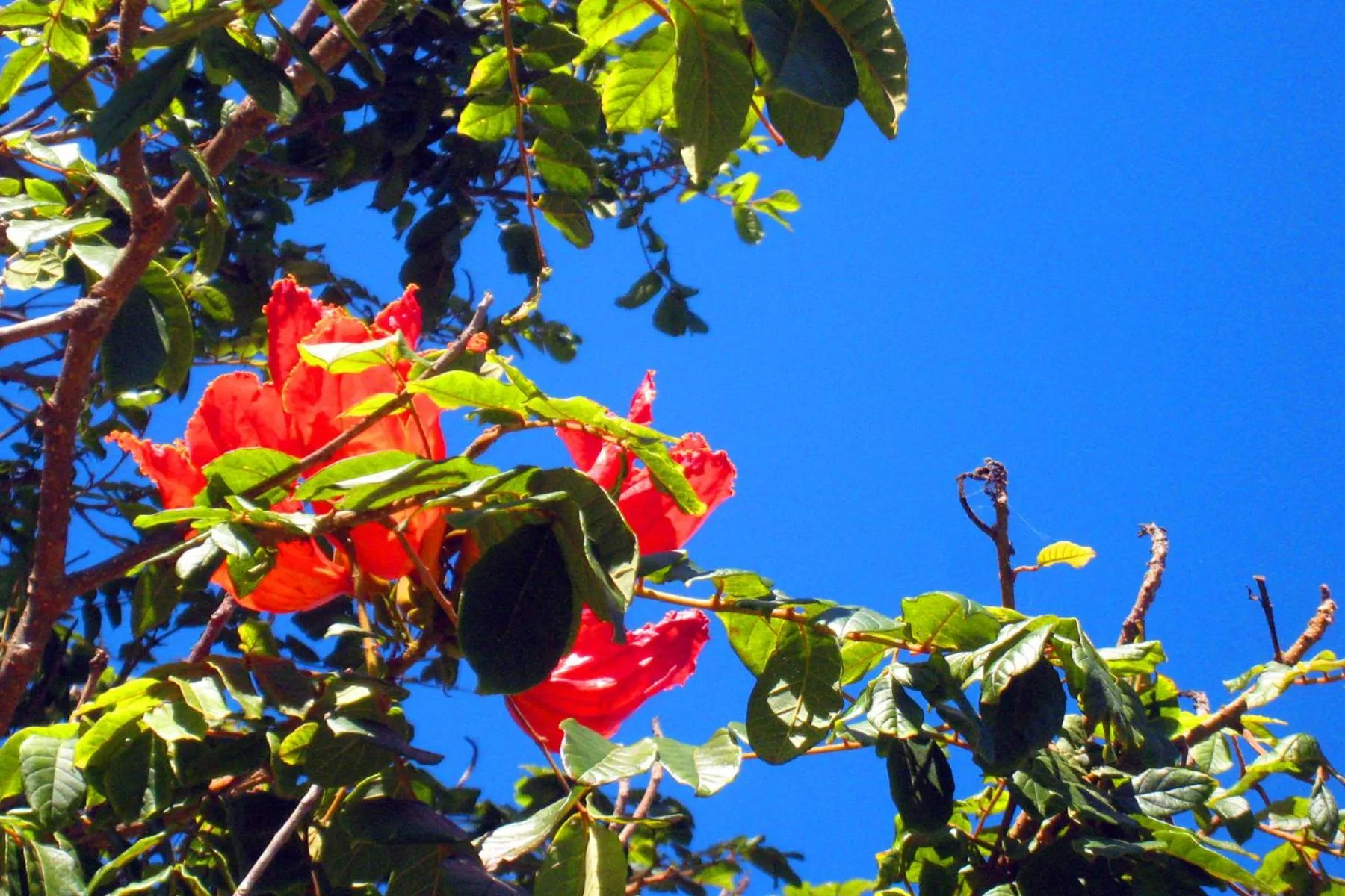 Garden view in Childers Budget Accommodation