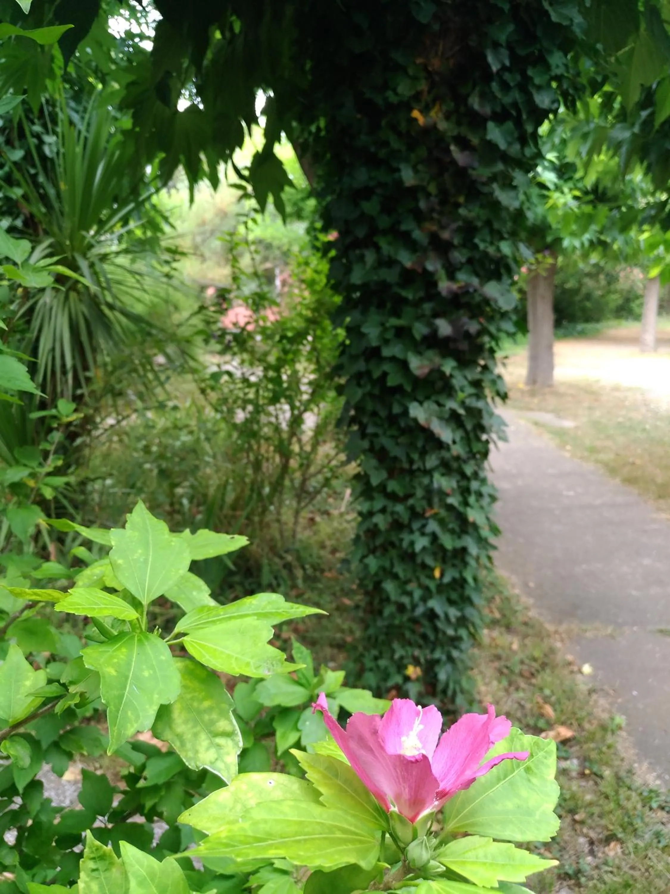 Garden view in La Chaumiere d Agde